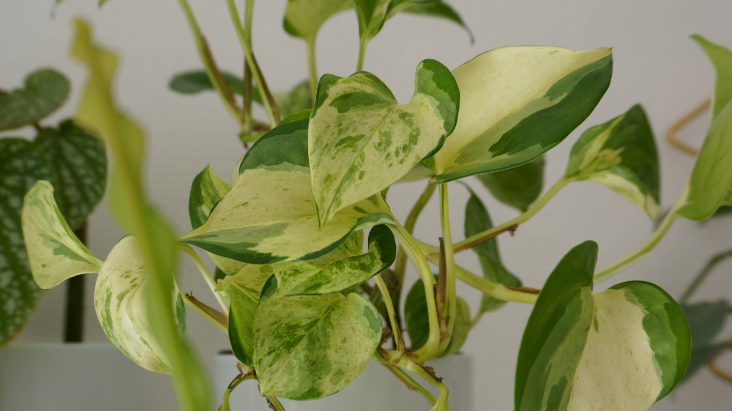 Entretenir votre pothos