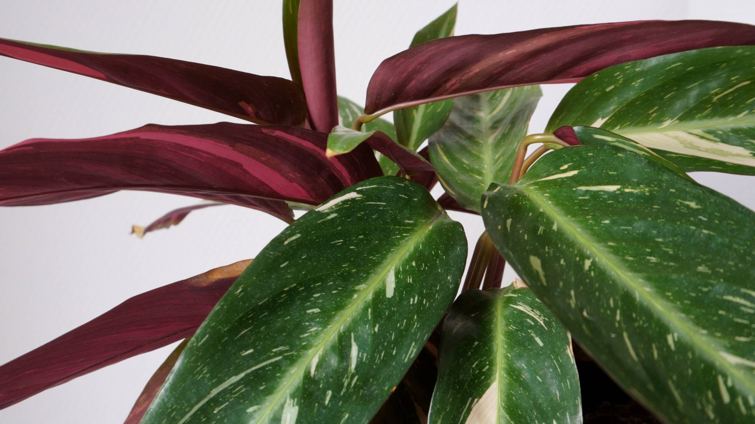 Entretenir votre calathea : le guide complet