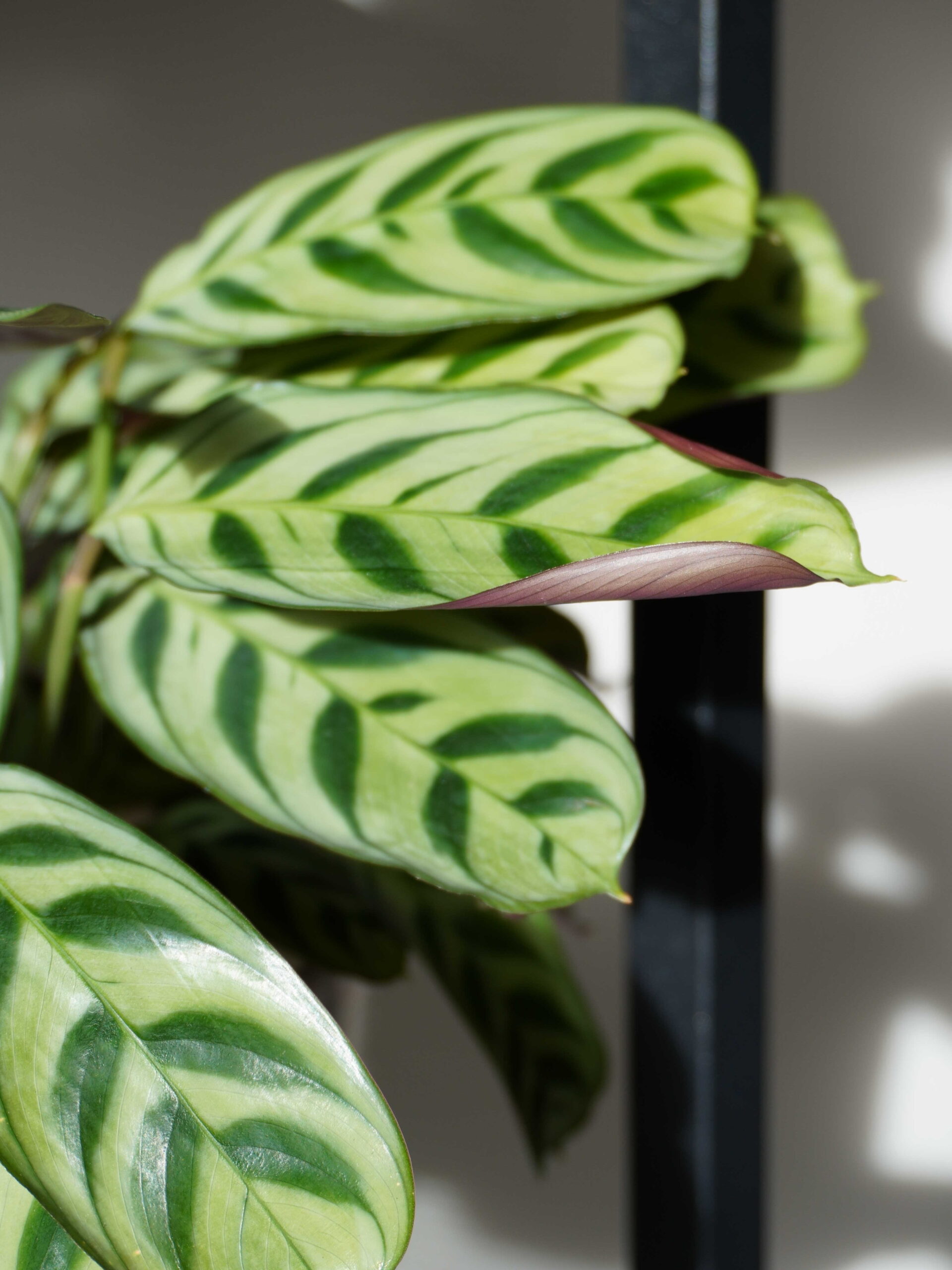 Feuilles enroulées du calathéa : un signe de soif