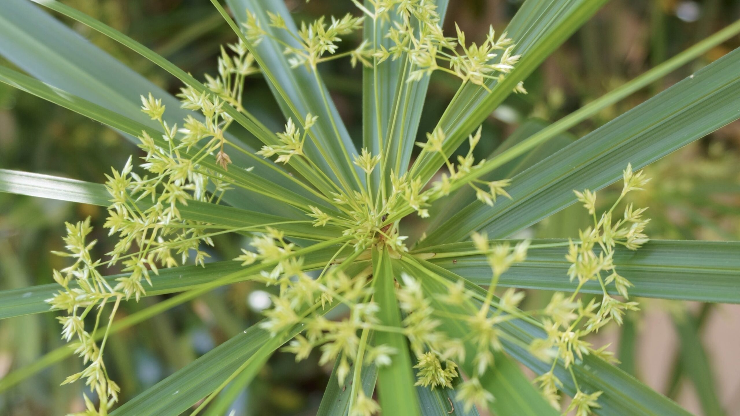 Bouturer votre papyrus
