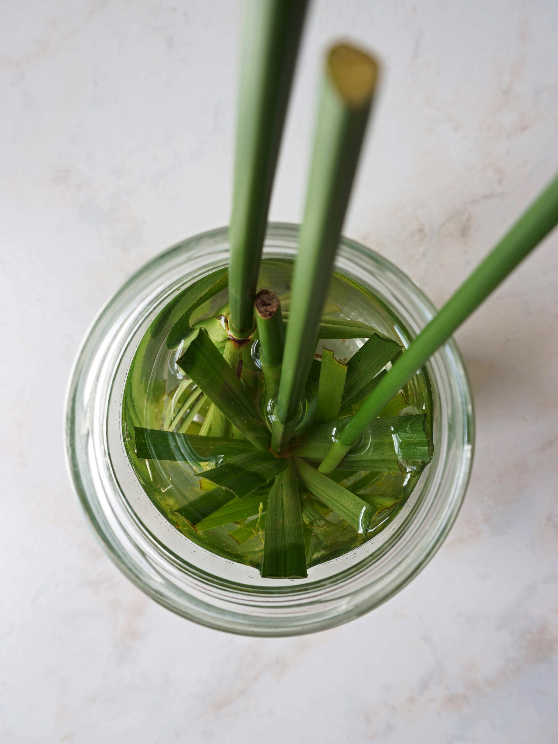 Bouturage tête en bas des tiges de papyrus dans l'eau