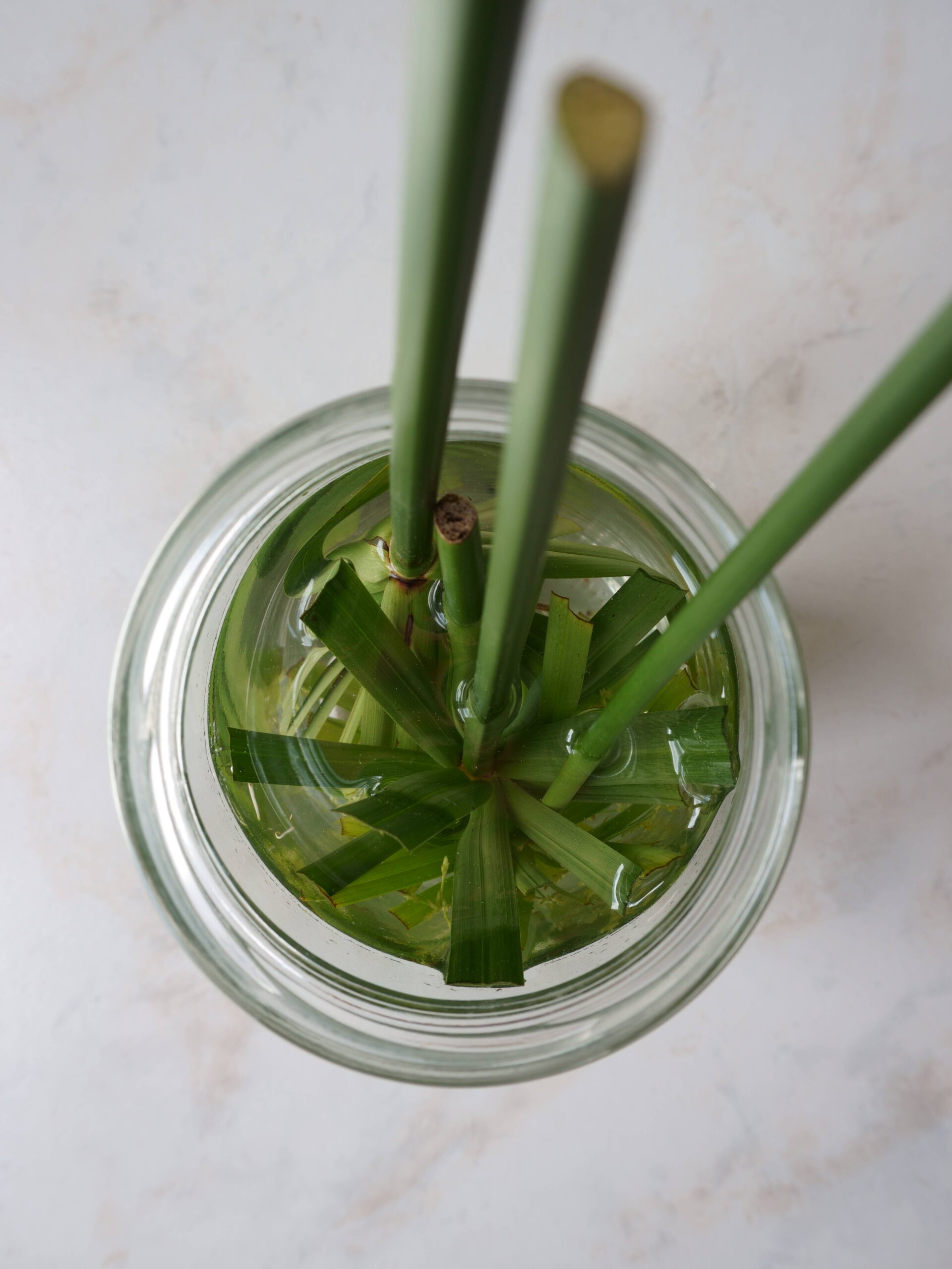 Bouturer dans l'eau tête en bas le papyrus