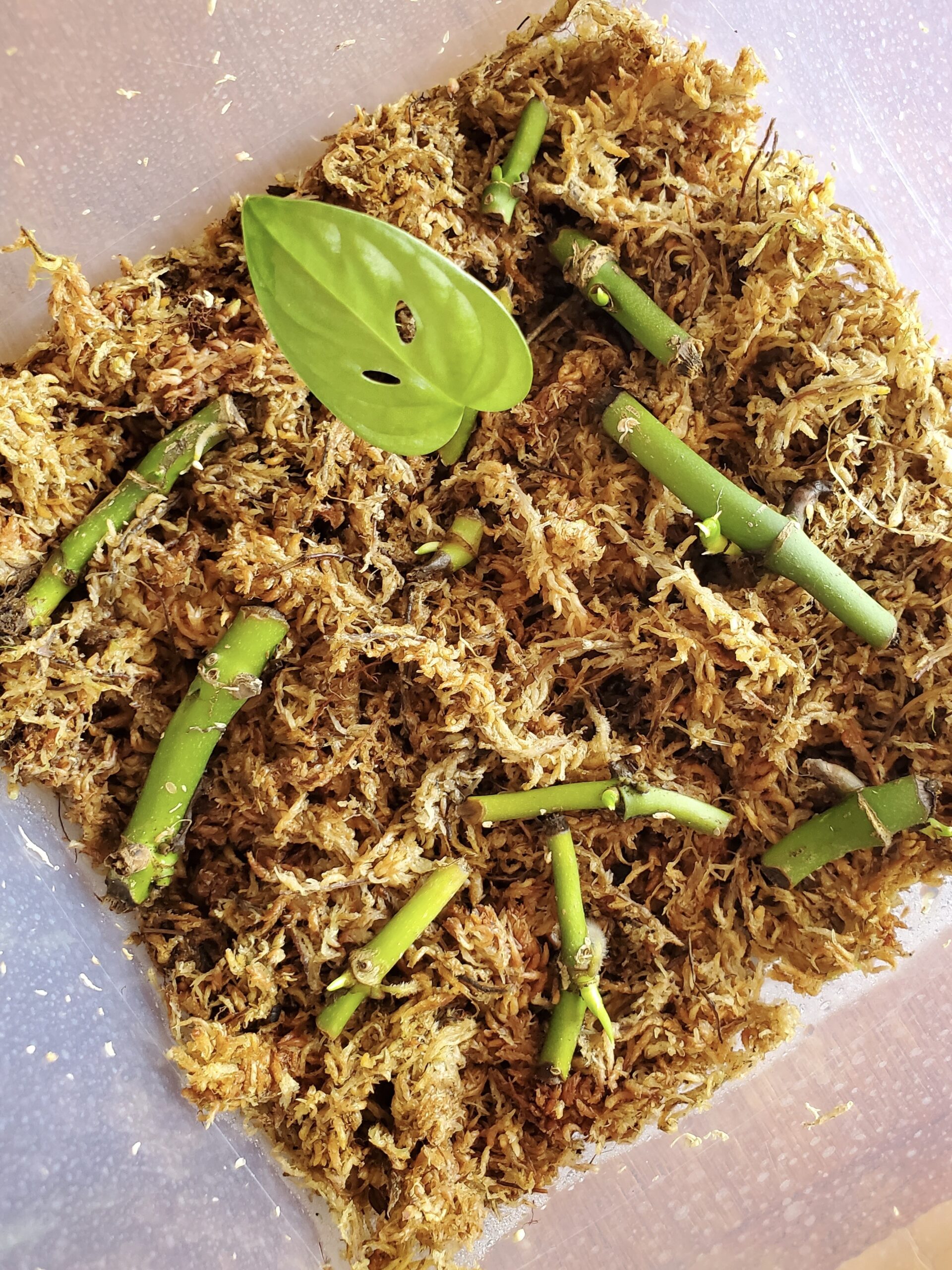 Bouturage de tronçons de tiges de monstera