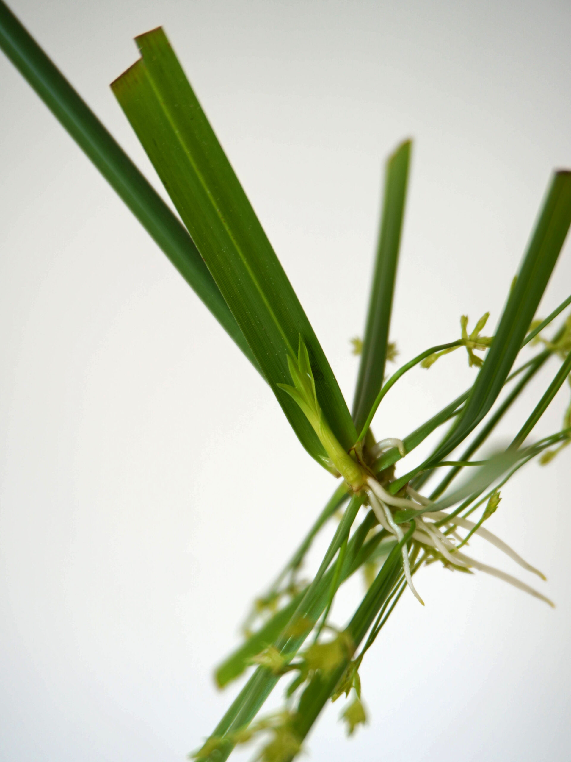 Nouvelles pousses bouture papyrus