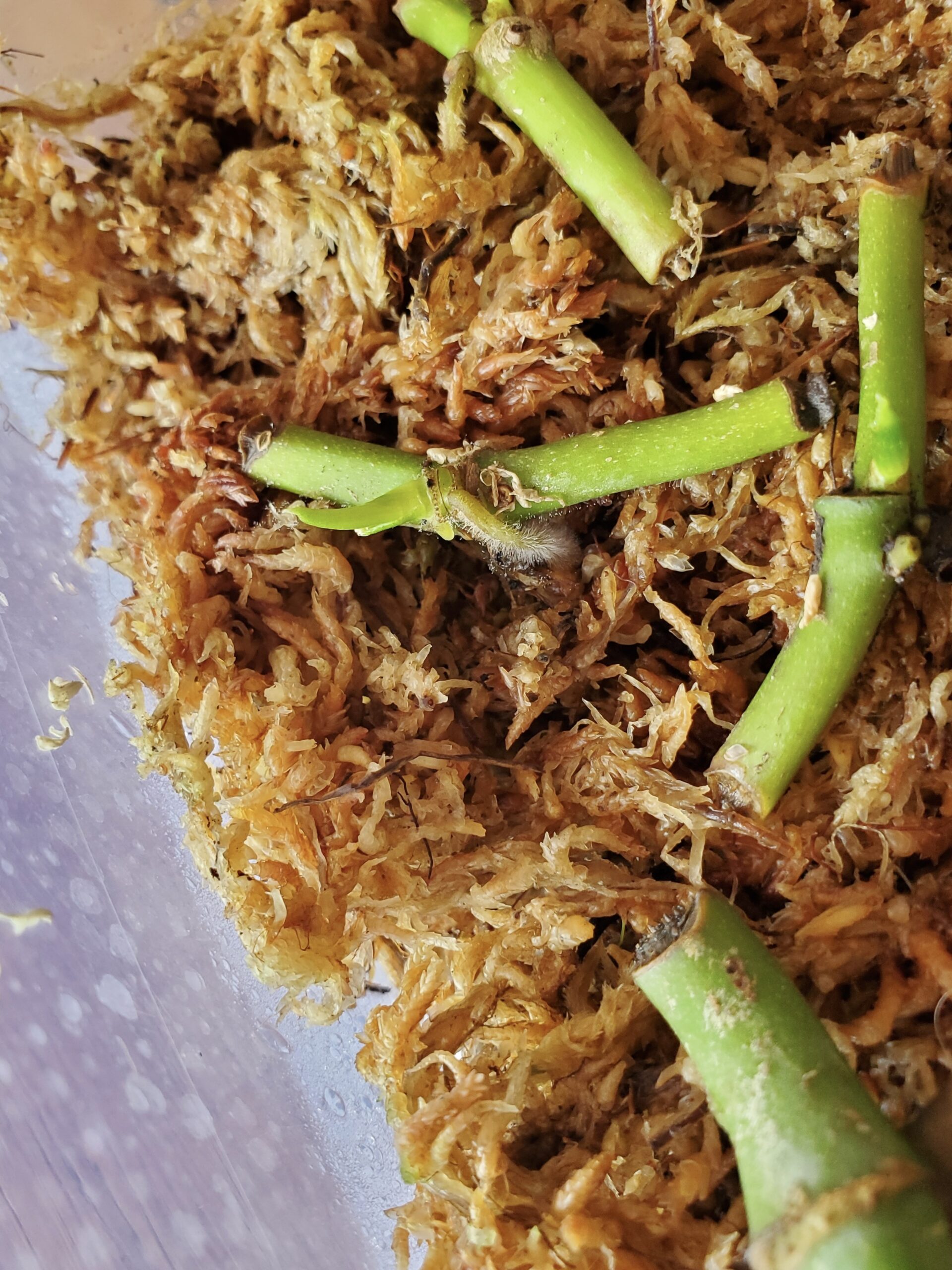 Boutures racinées de tronçons de tiges.