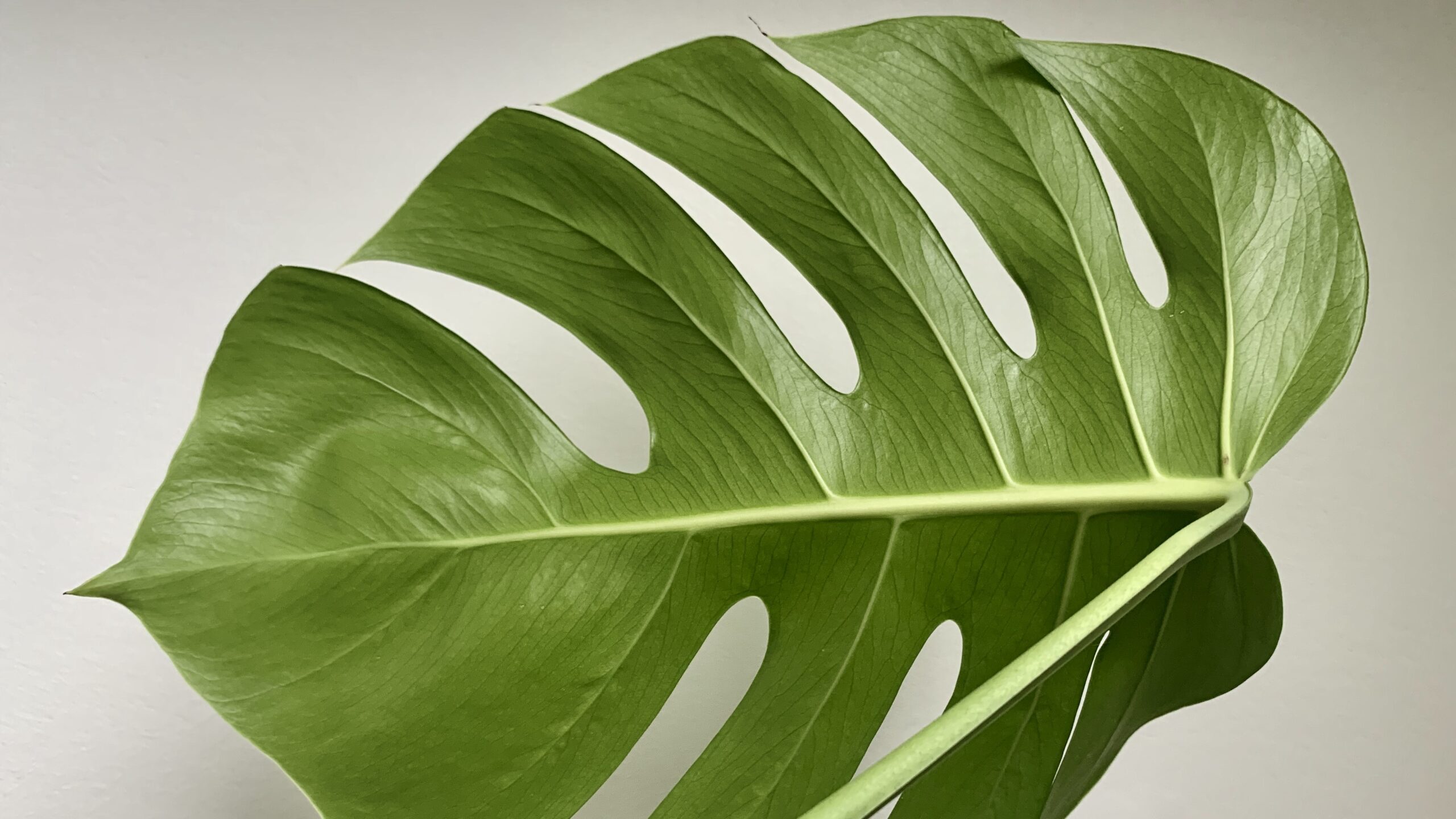 Bouturer votre monstera : 3 méthodes