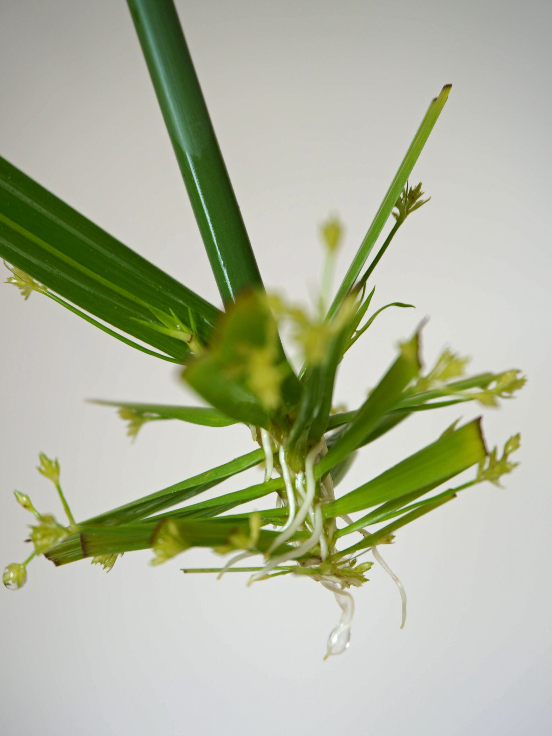 Racines boutures papyrus