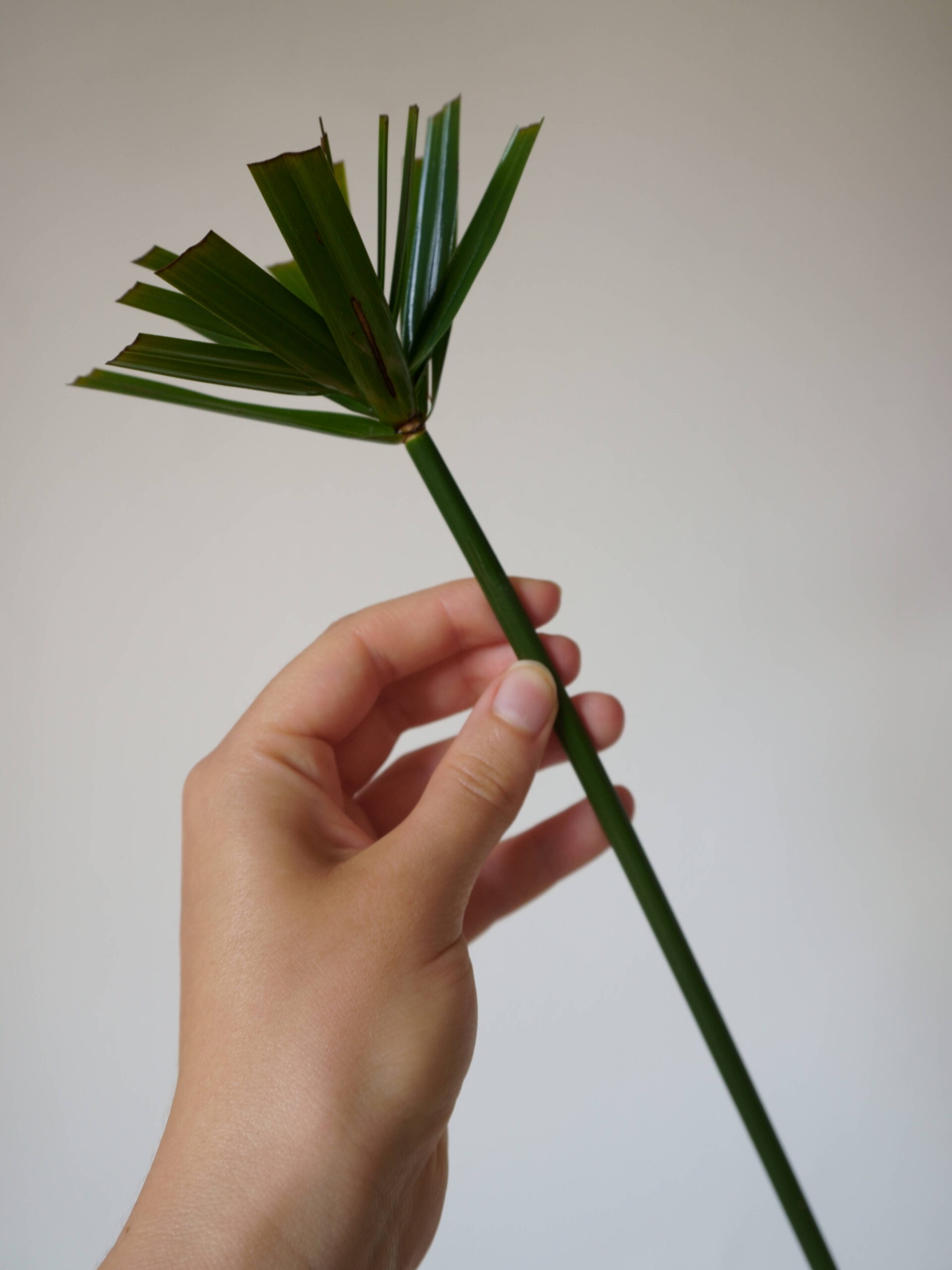 Couper les feuilles du papyrus