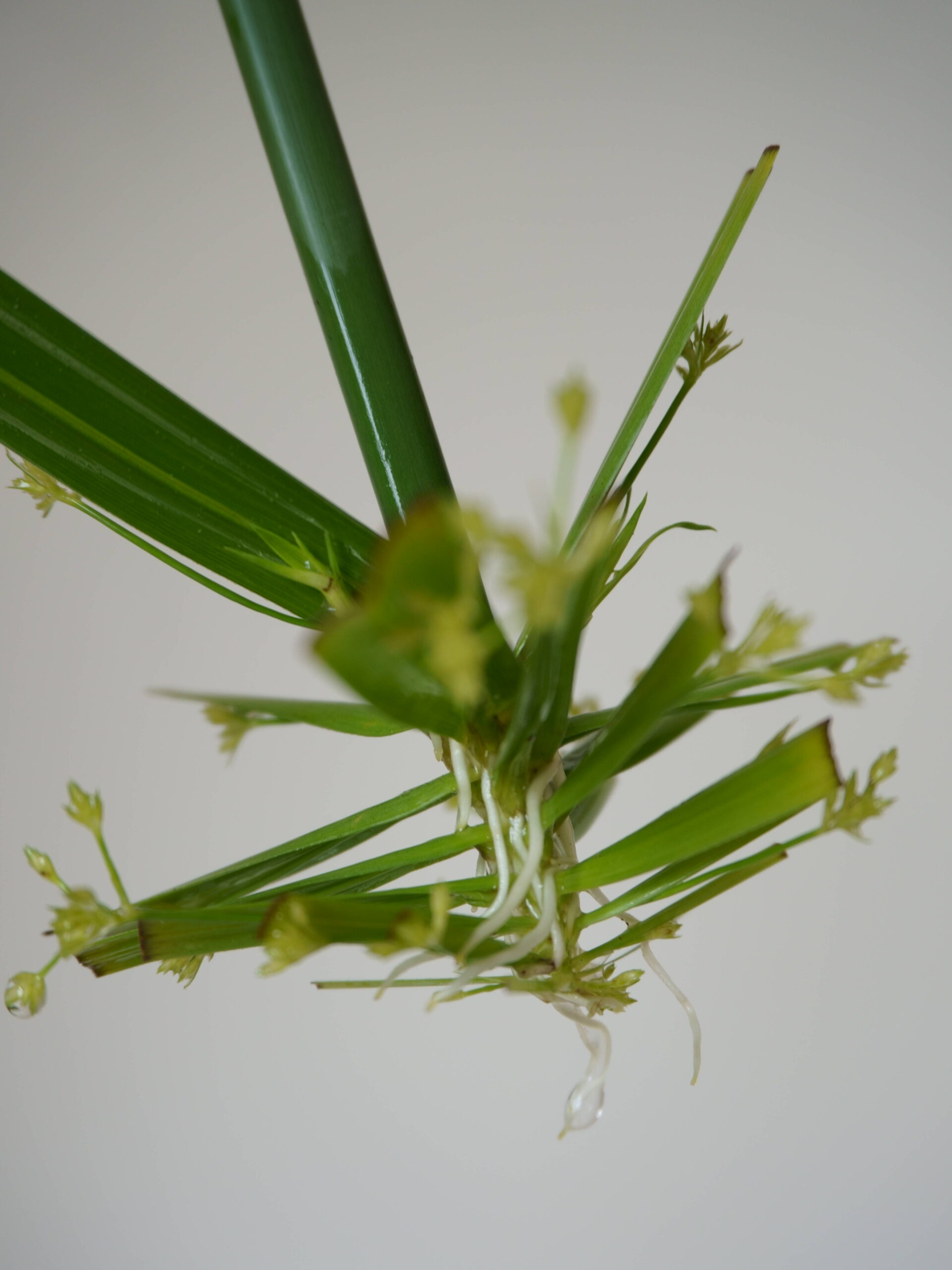 Bouture racinée de papyrus