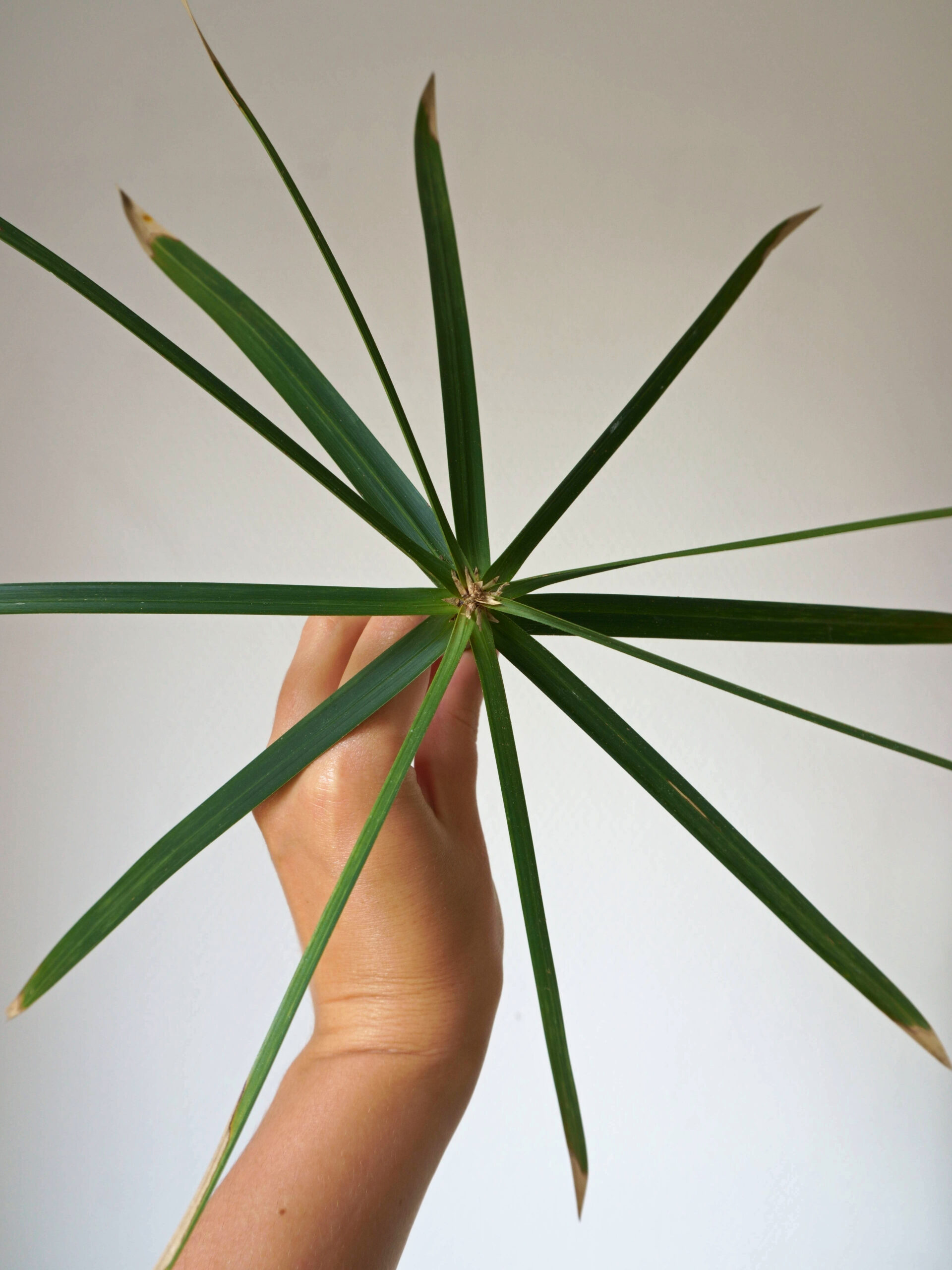 Comment bouturer les tiges de papyrus