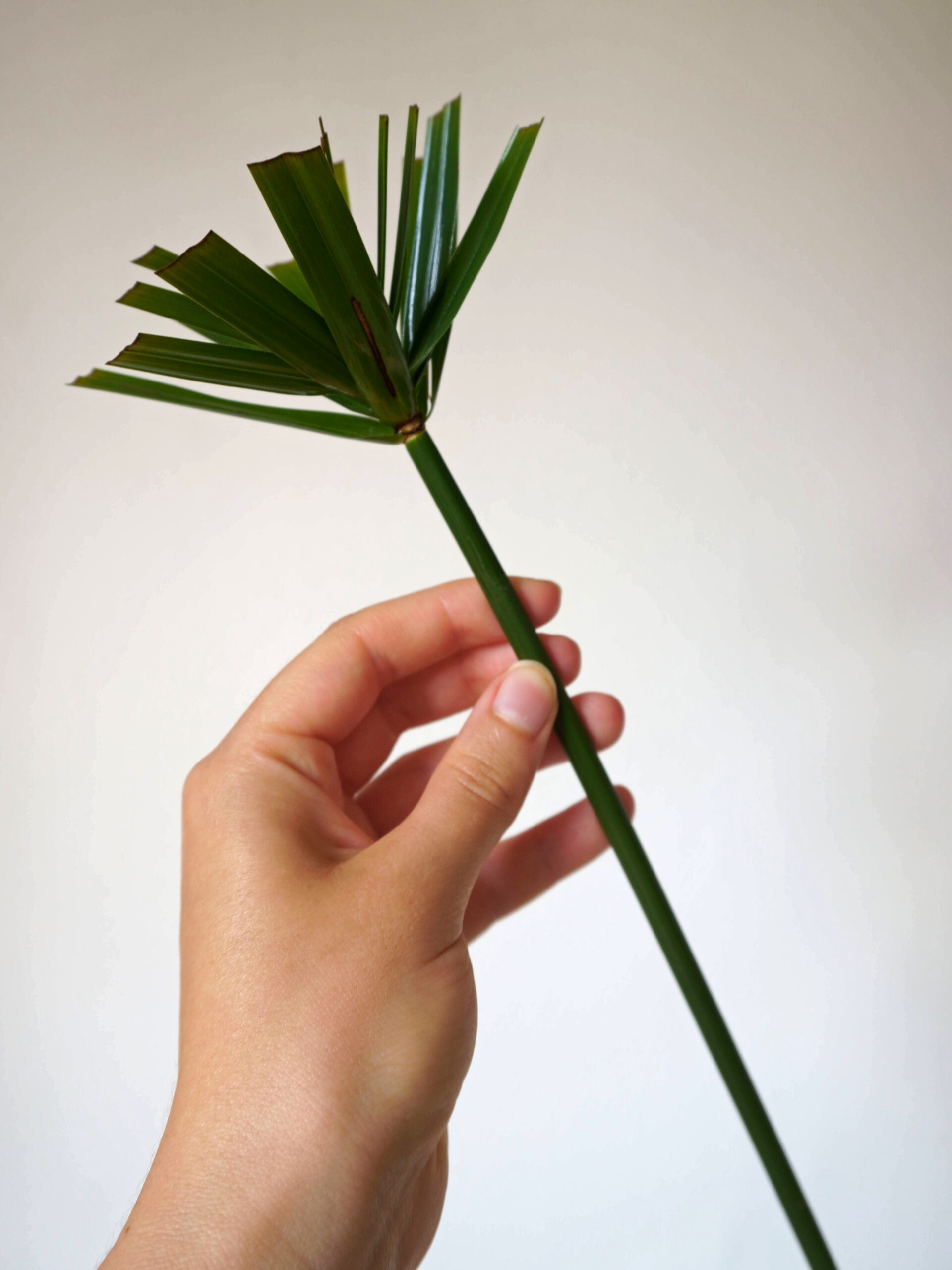 Couper les feuilles de la bouture de papyrus