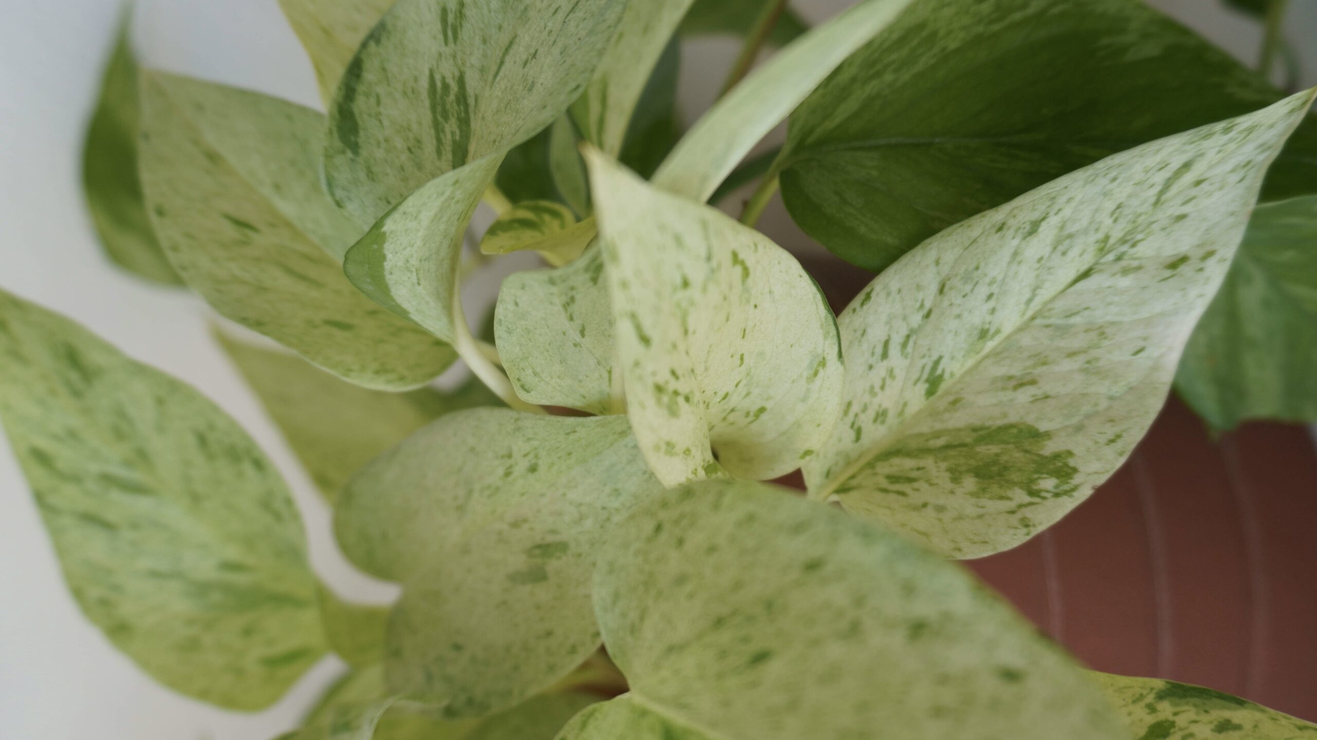 Bouturer votre pothos : 3 méthodes