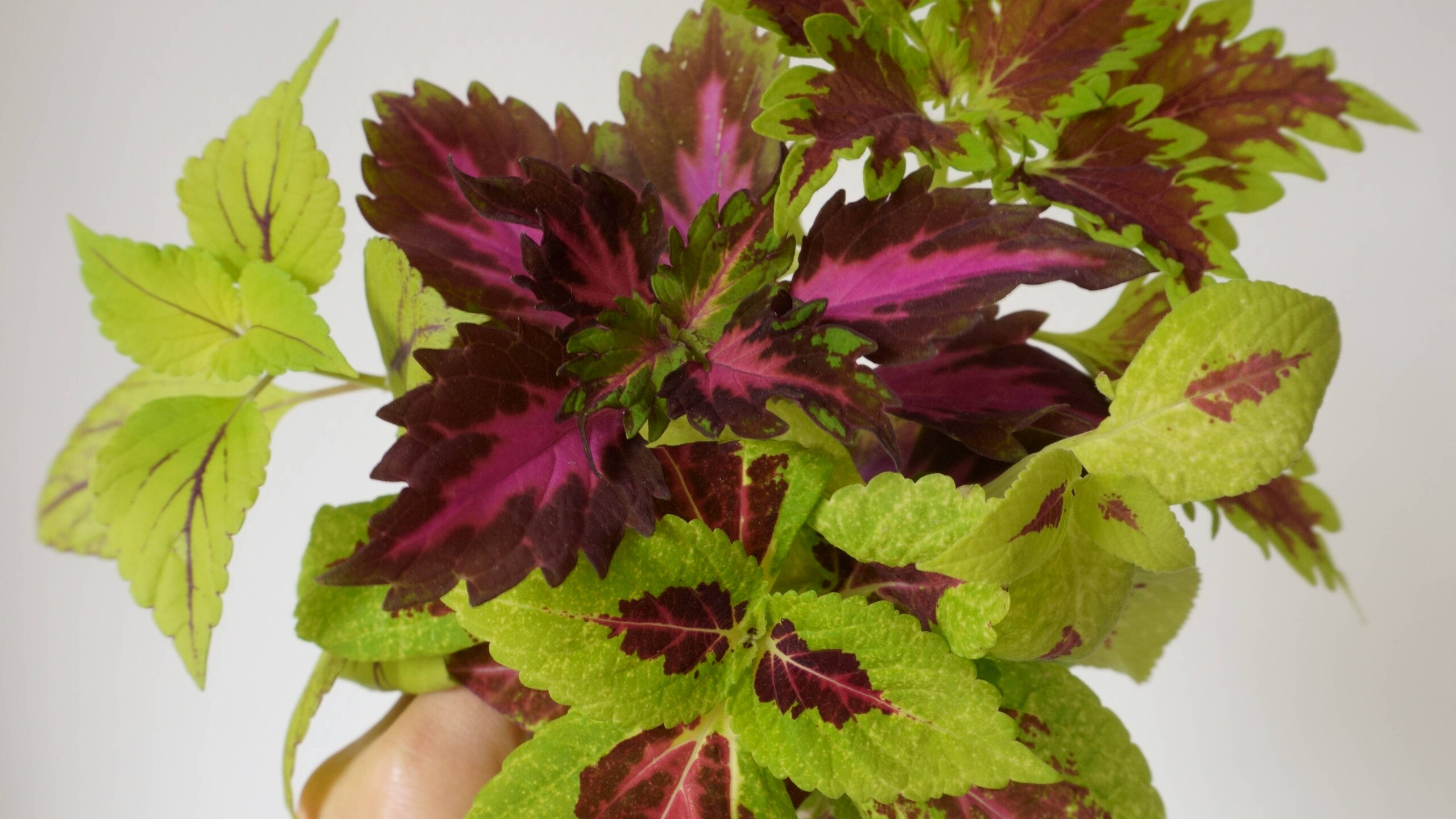 Bouturer votre coléus