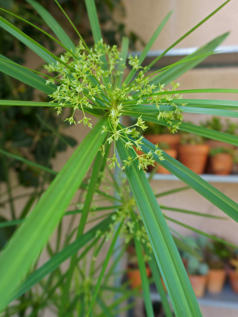 Division touffes papyrus