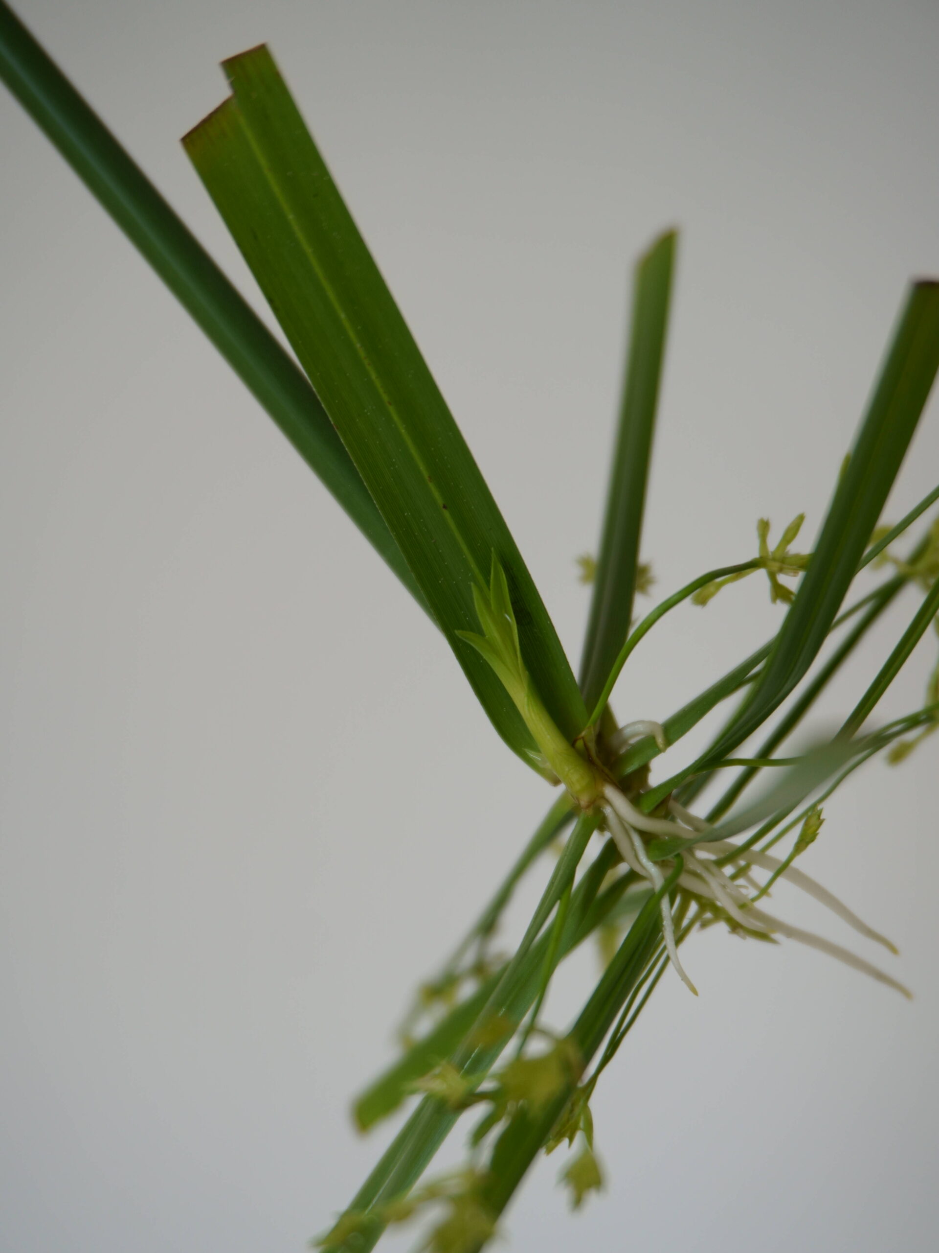 Nouvelles pousses sur une bouture de papyrus