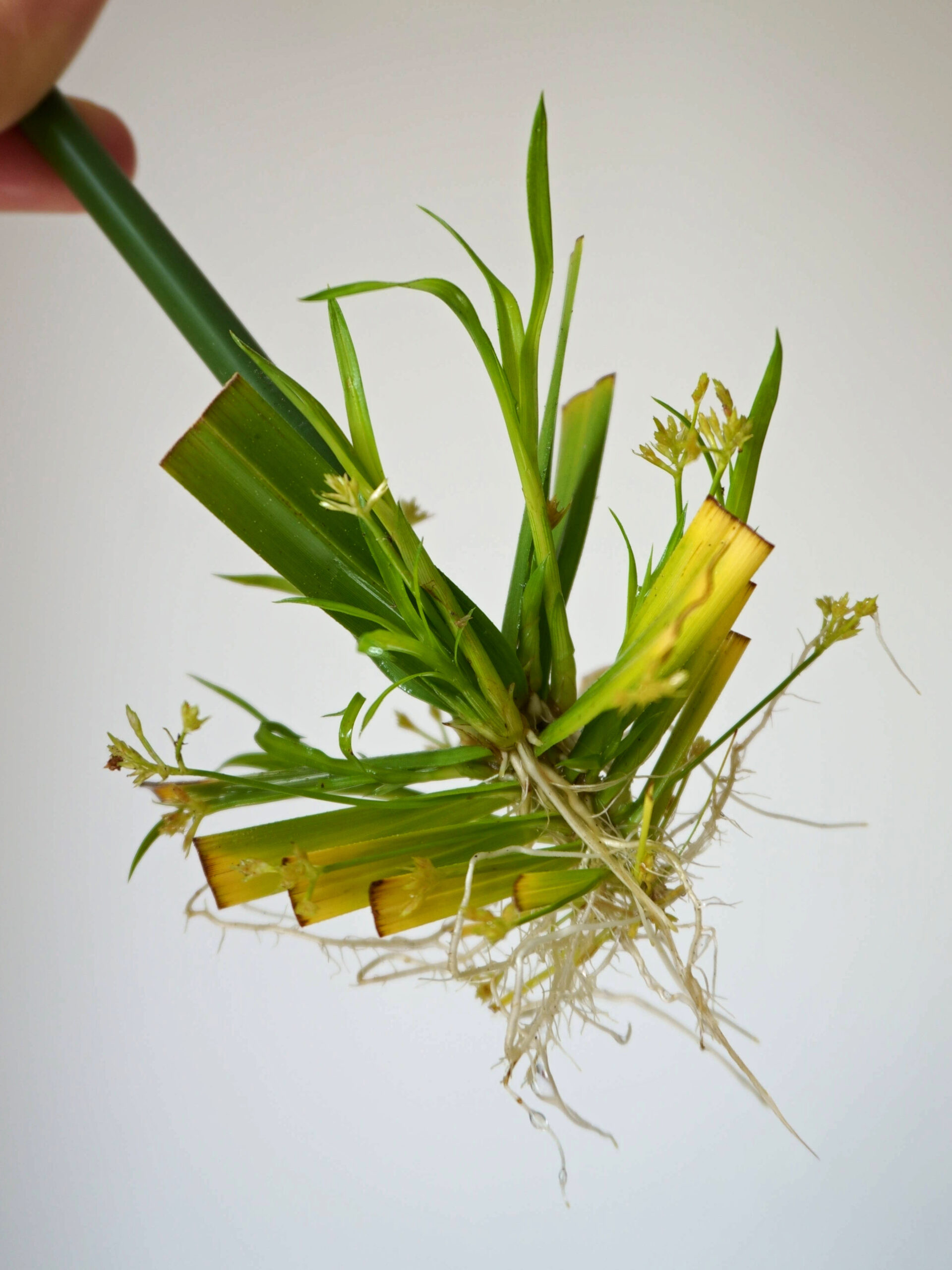 Nouvelles tiges boutures papyrus