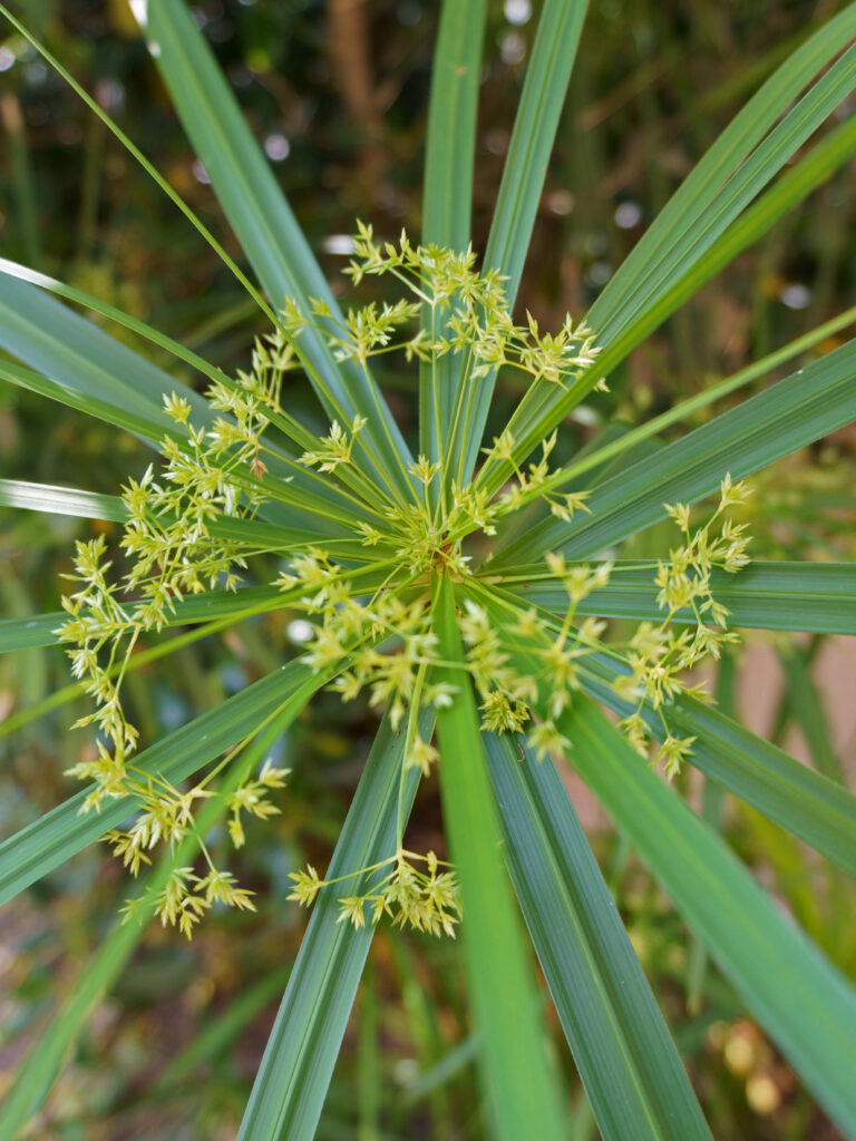 Semis de graines de papyrus