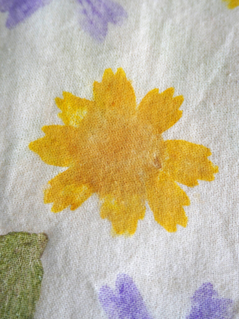 Impression fleurs coreopsis