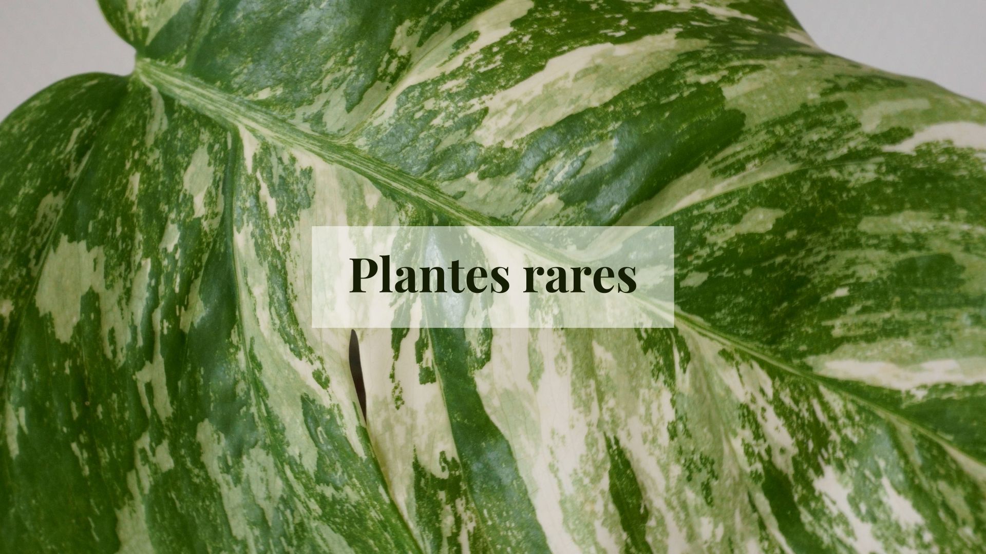 Plant'échanges Lyon - échanges de plantes, boutures et accessoires