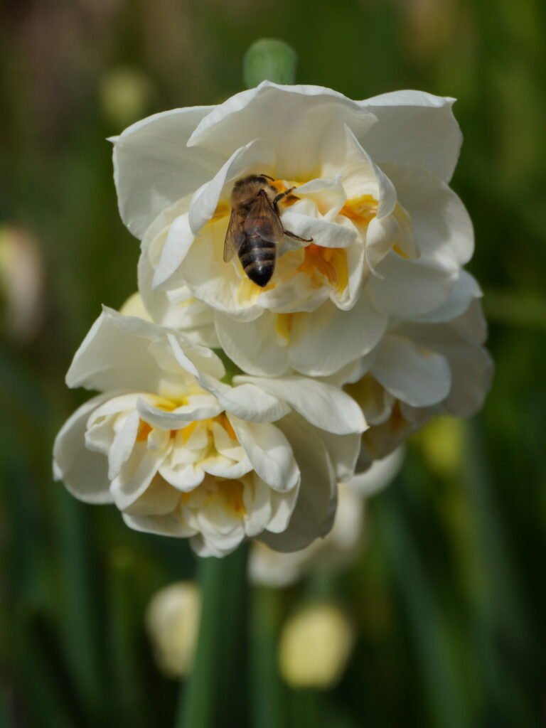 Aider les abeilles et les insectes pollinisateurs