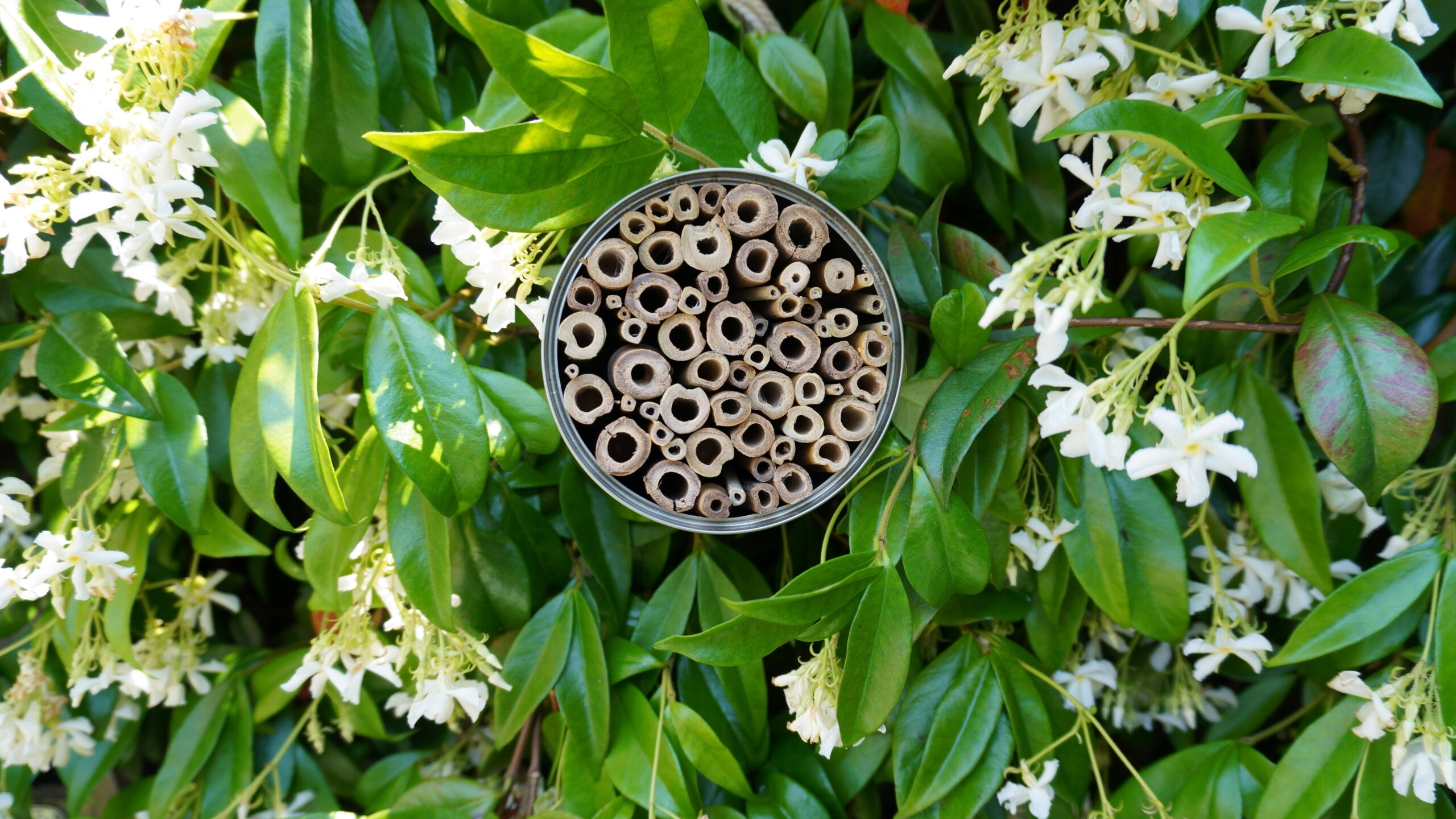 Fabriquer un nichoir pour abeilles solitaires