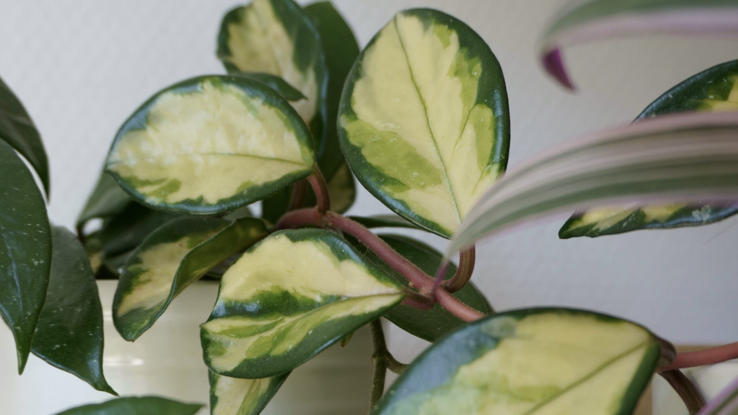 Comment trouver des plantes gratuites ?