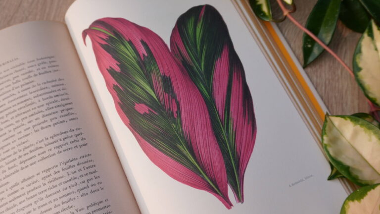 Sélection pour les amoureux d’illustrations botaniques