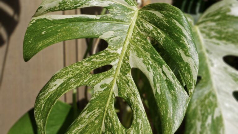 Comment entretenir les plantes variegata