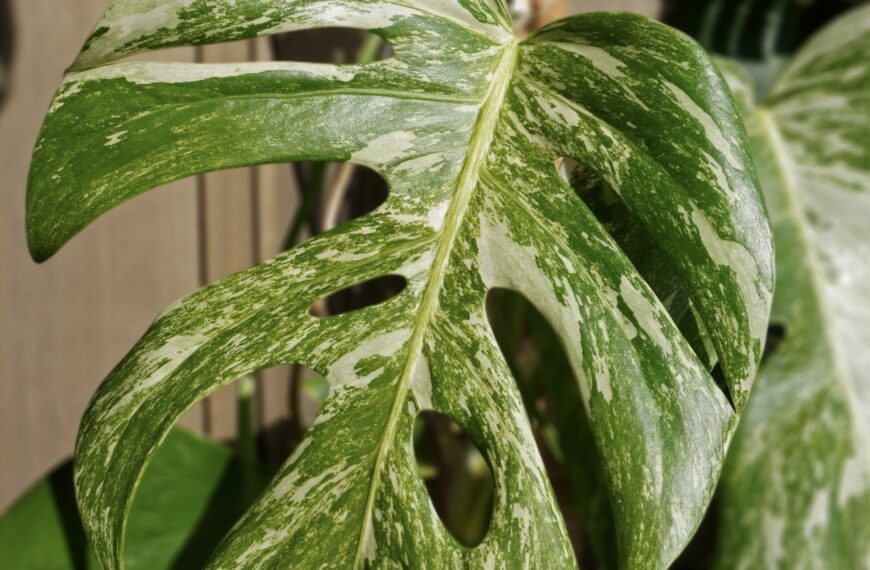 Comment entretenir les plantes variegata