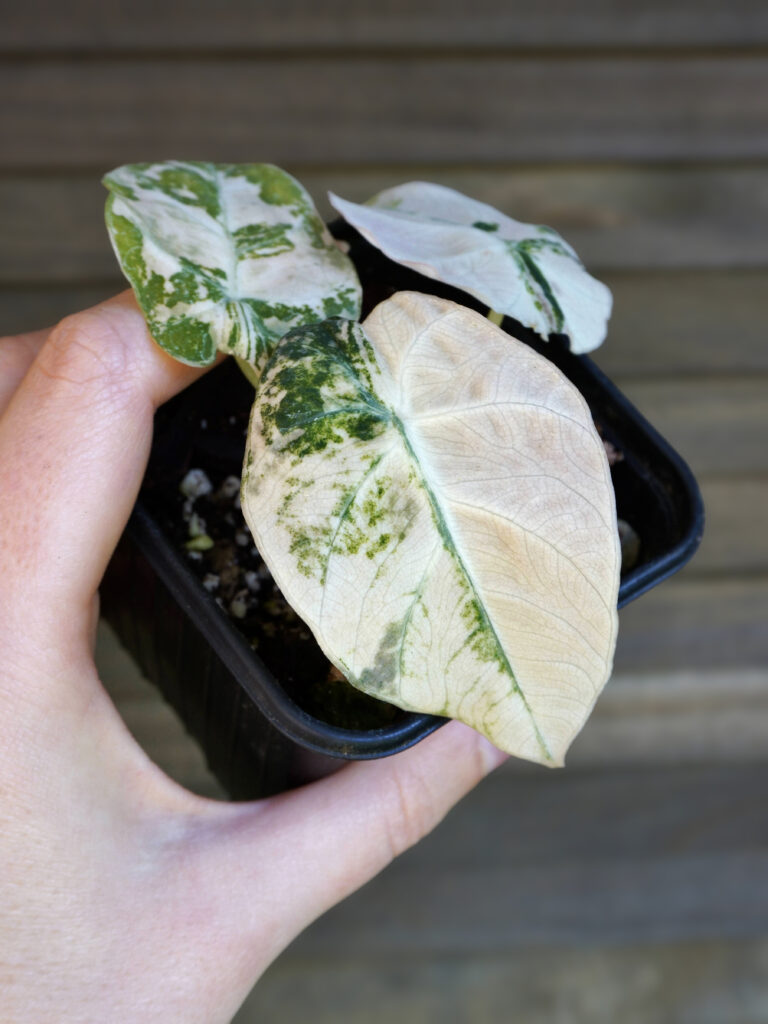 Conseils entretien feuilles blanches plantes variegata