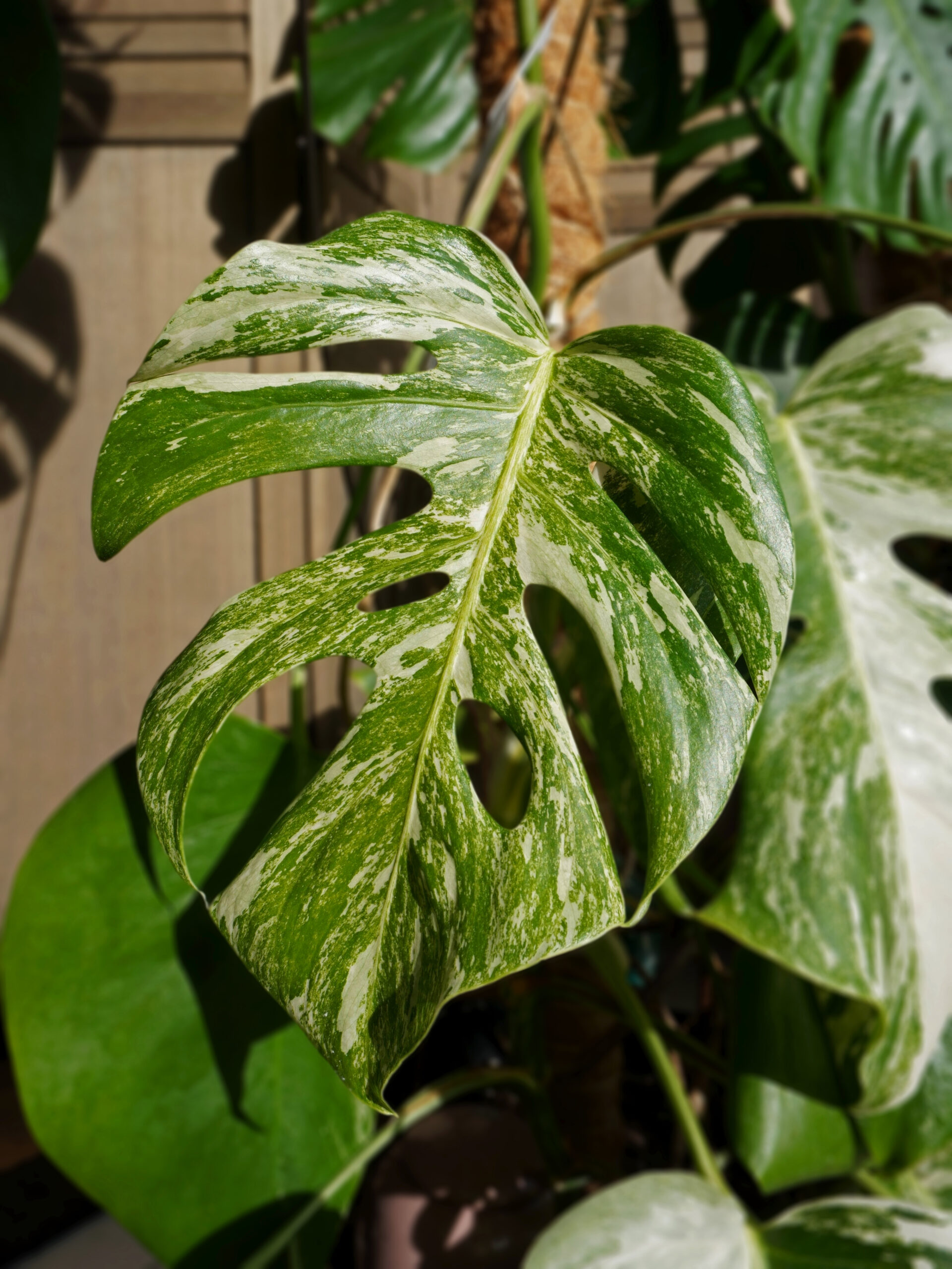 Entretien des plantes panachées variegata