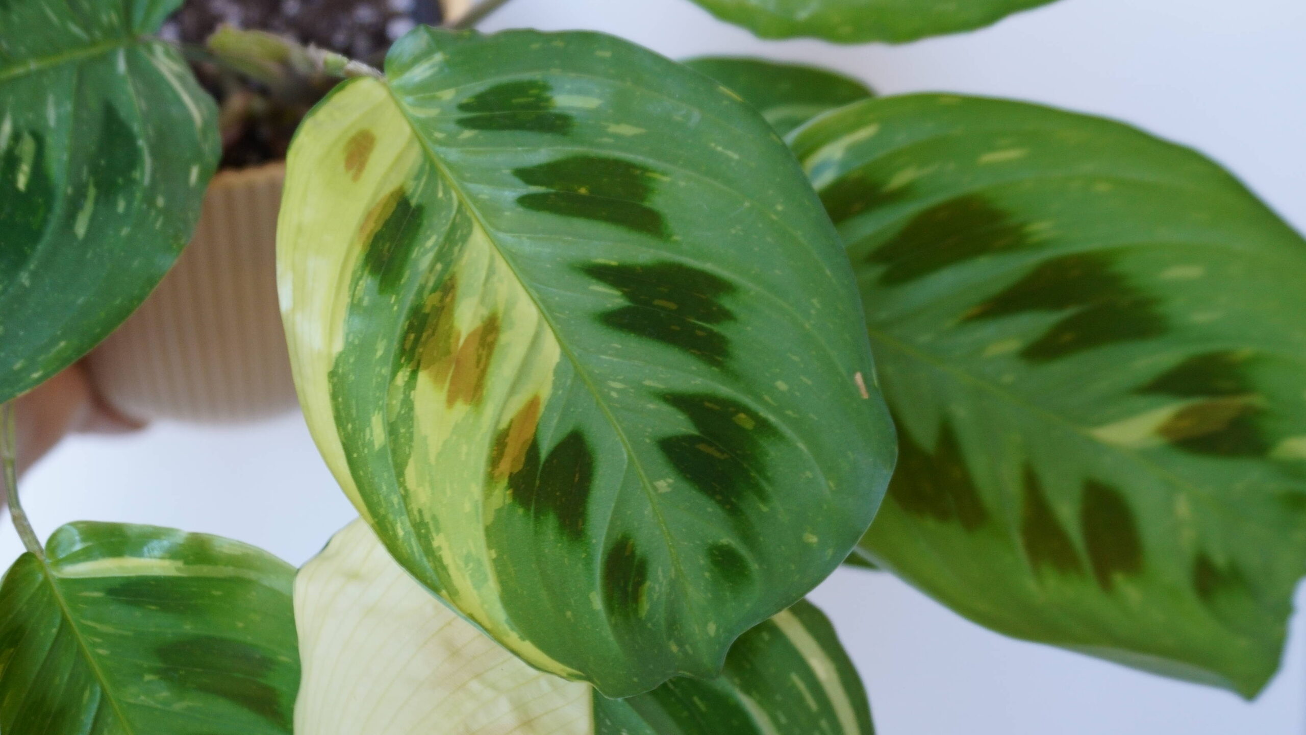 Comment entretenir vos plantes variegata