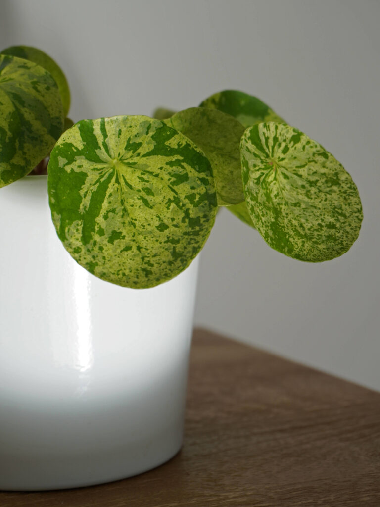 Réversion plantes variegata panachées