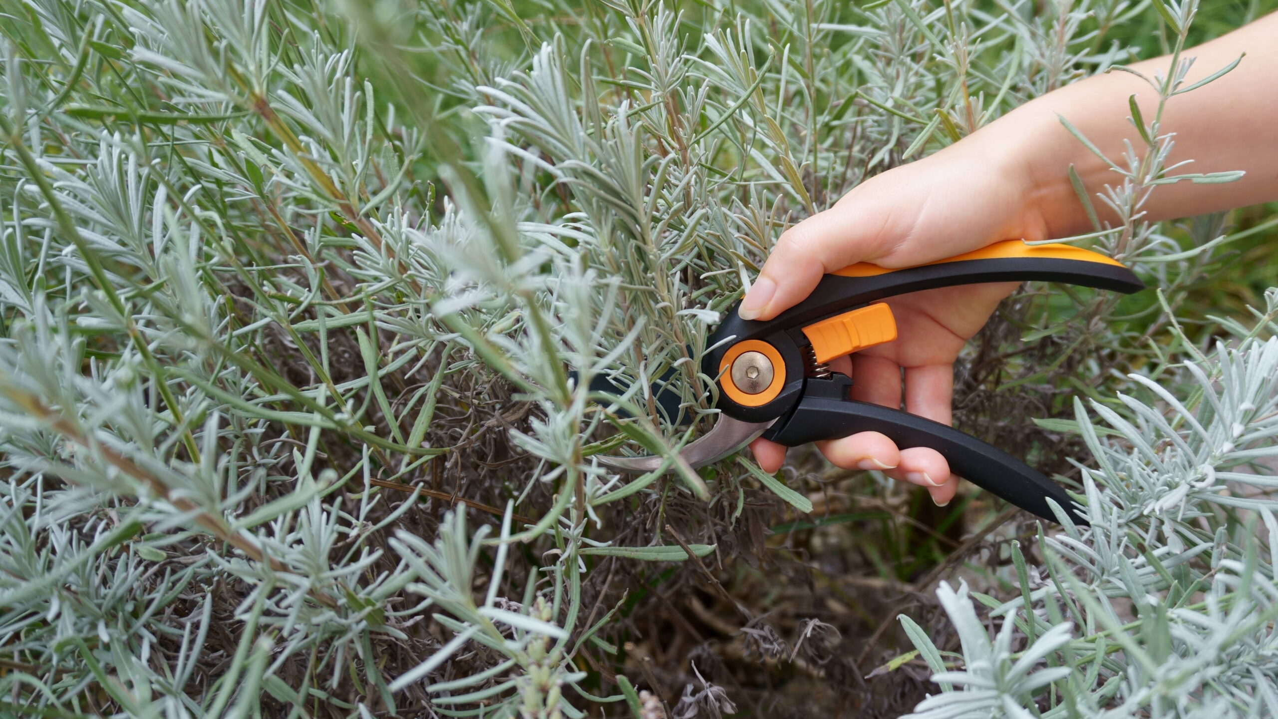 Bouturer votre lavande