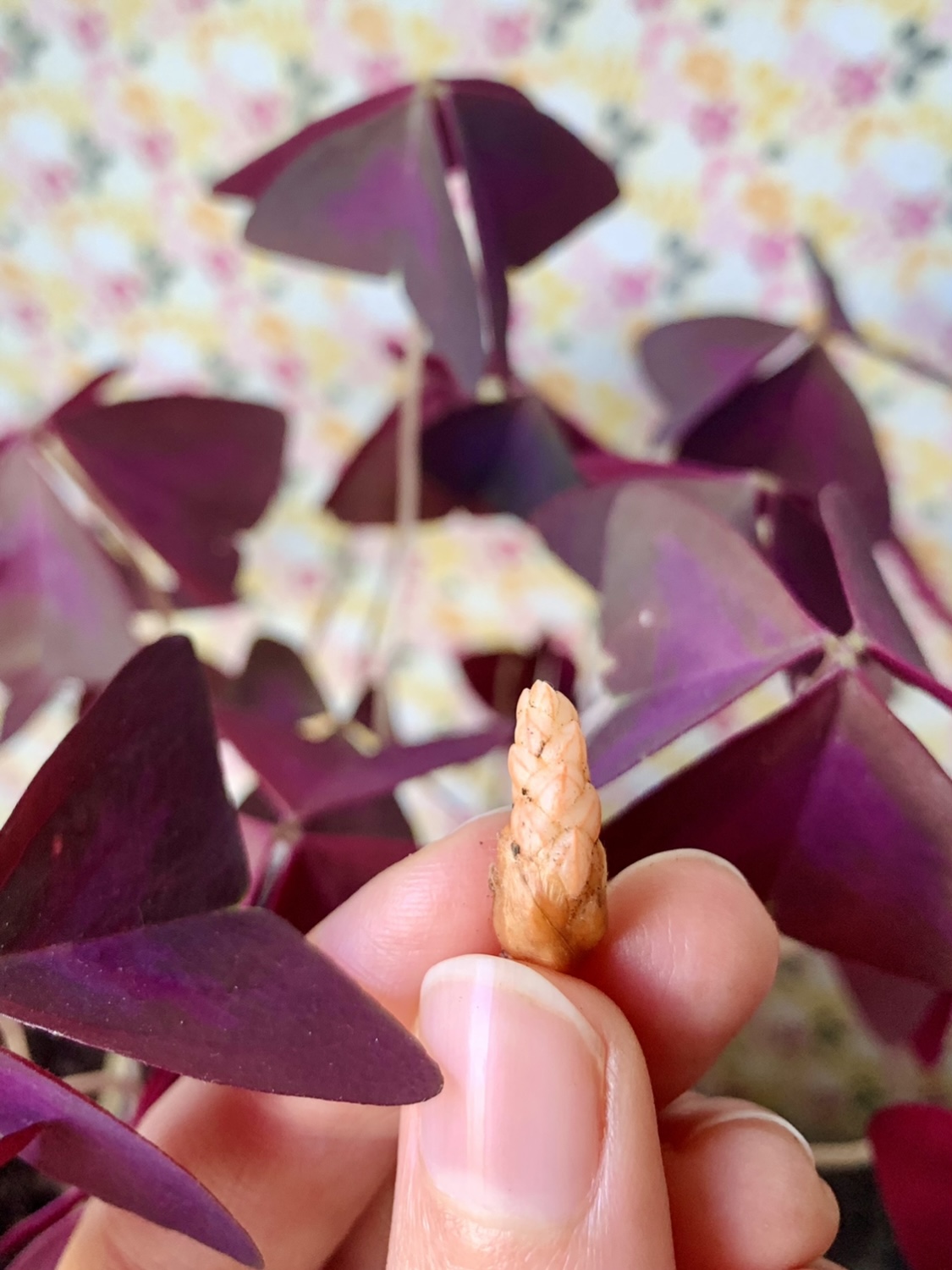Bouturer votre oxalis – Troque Ta Plante – Le Blog