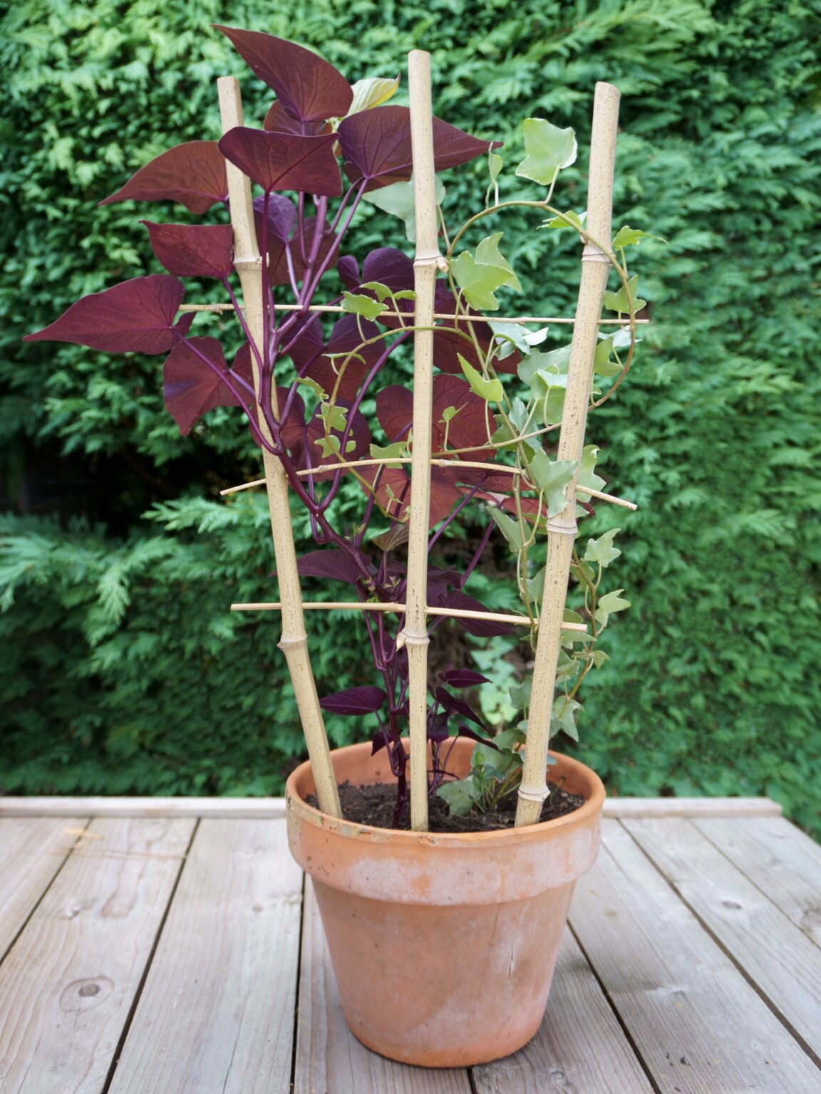 3 Treillis Décoratifs Pour Plantes Grimpantes Decorify - Bois Naturel Bouleau - Support Intérieur Élégant 40 Cm - Style Géométrique