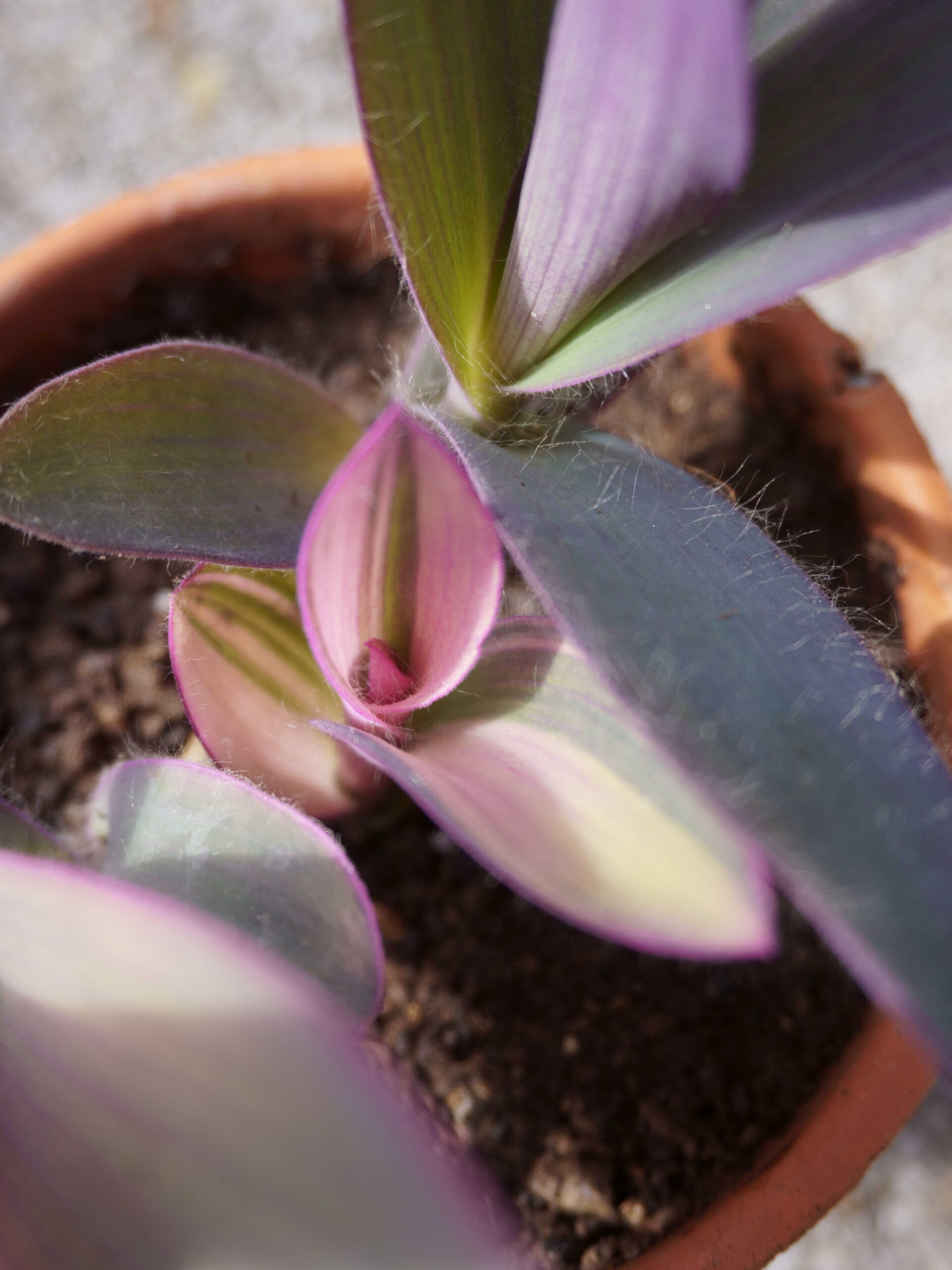Tradescantia pallida variegata