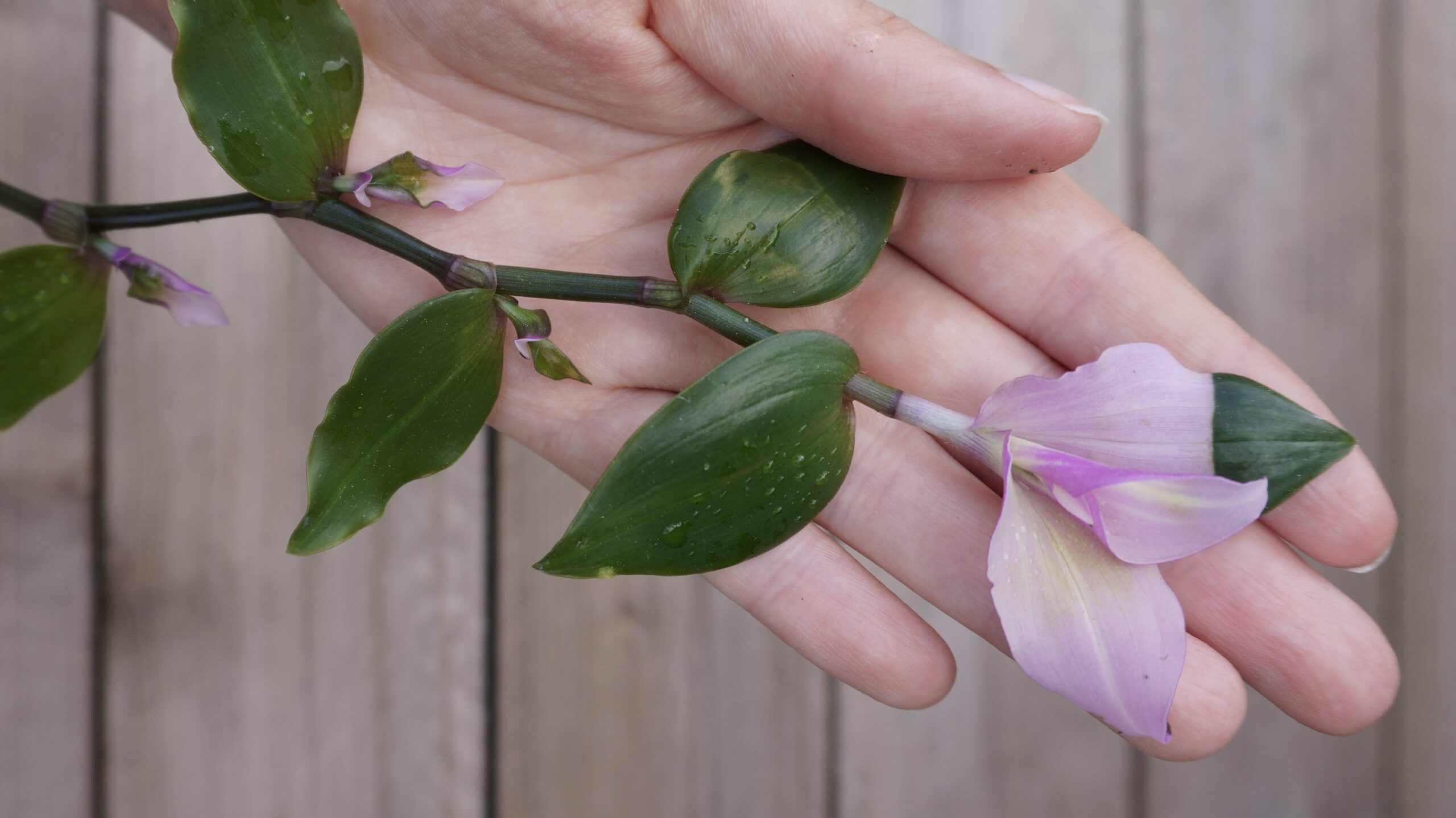 Entretenir votre misère ou tradescantia