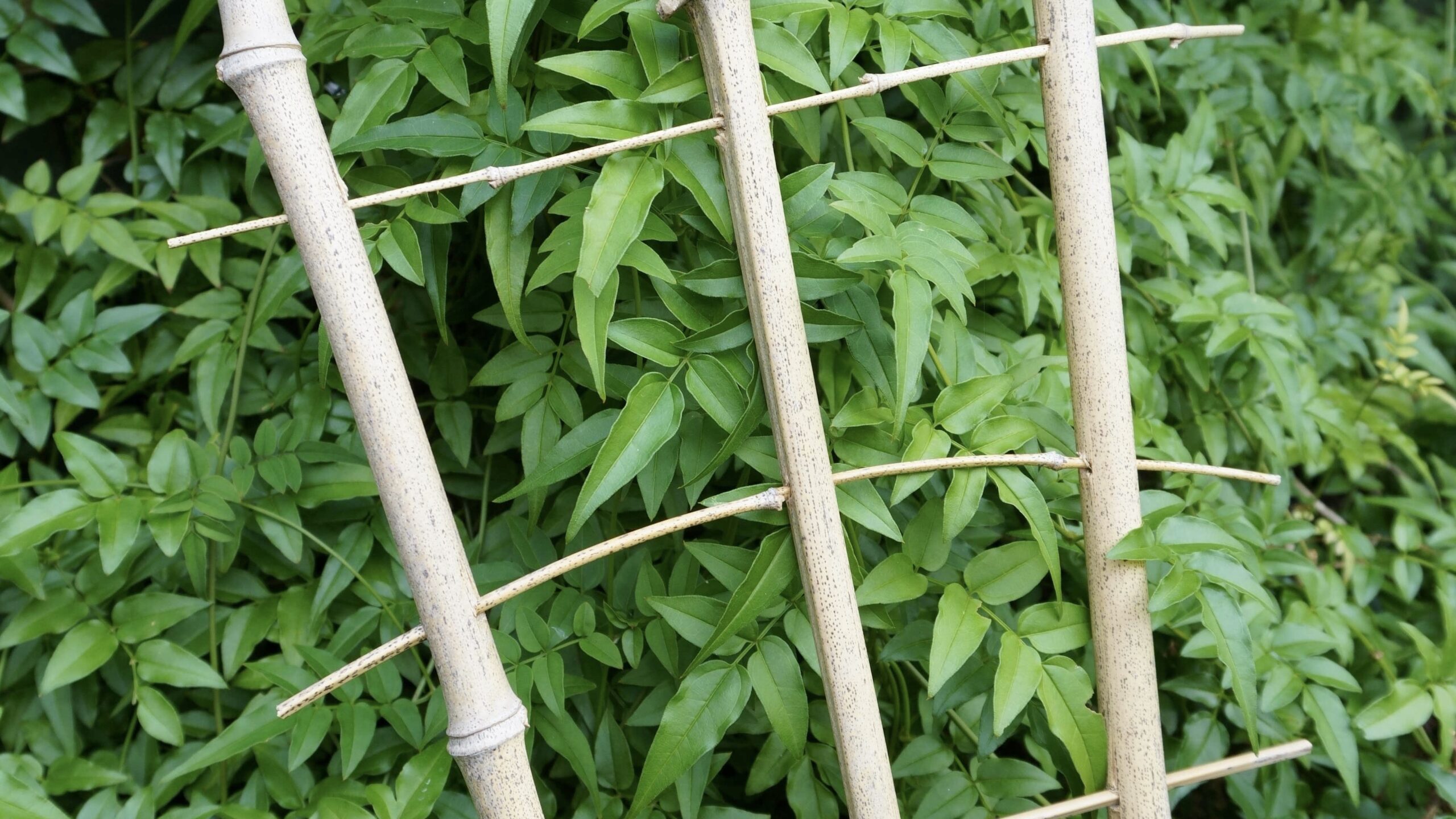 Fabriquer un treillis pour vos plantes grimpantes