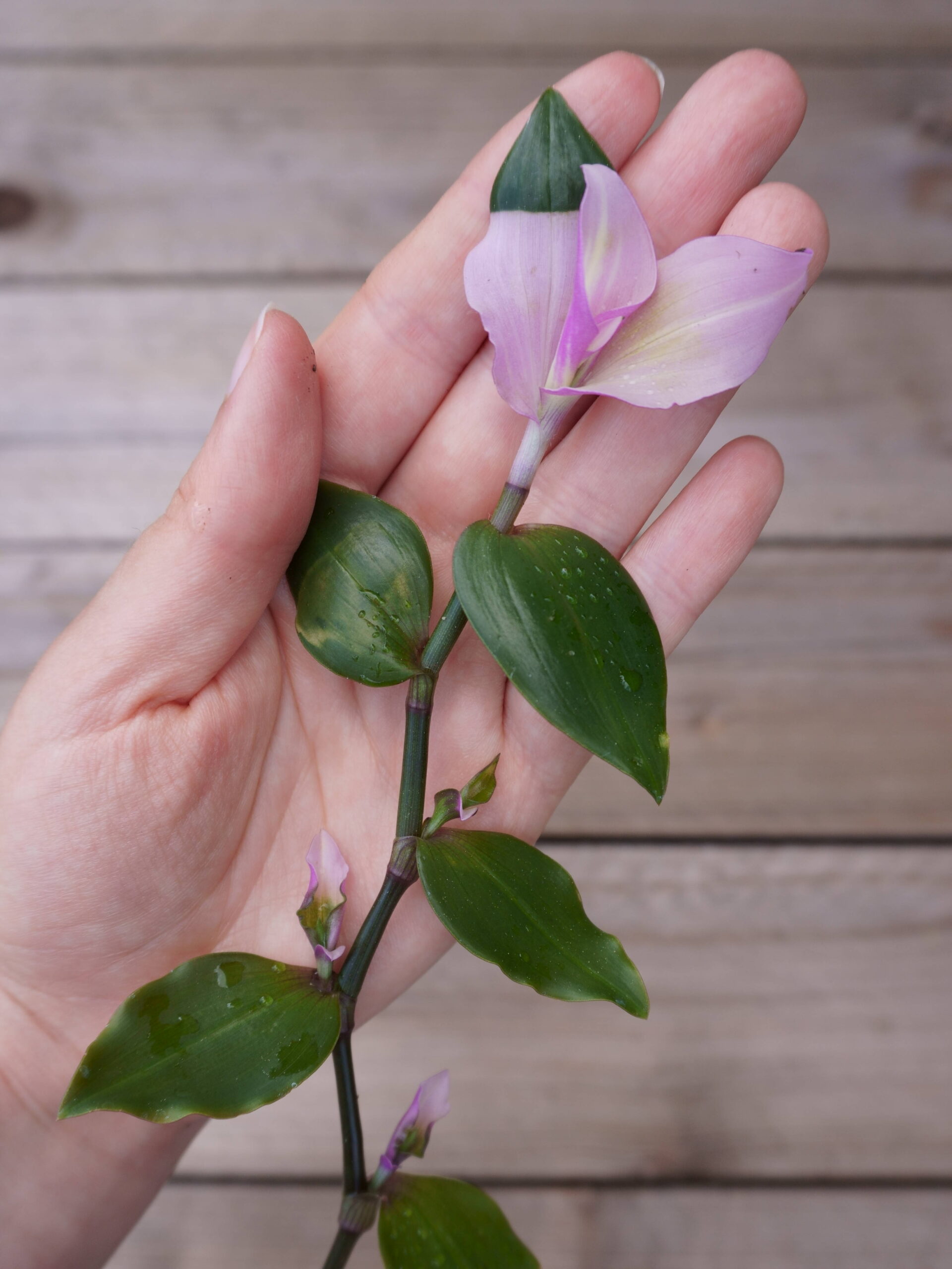 Tradescantia blushing bride