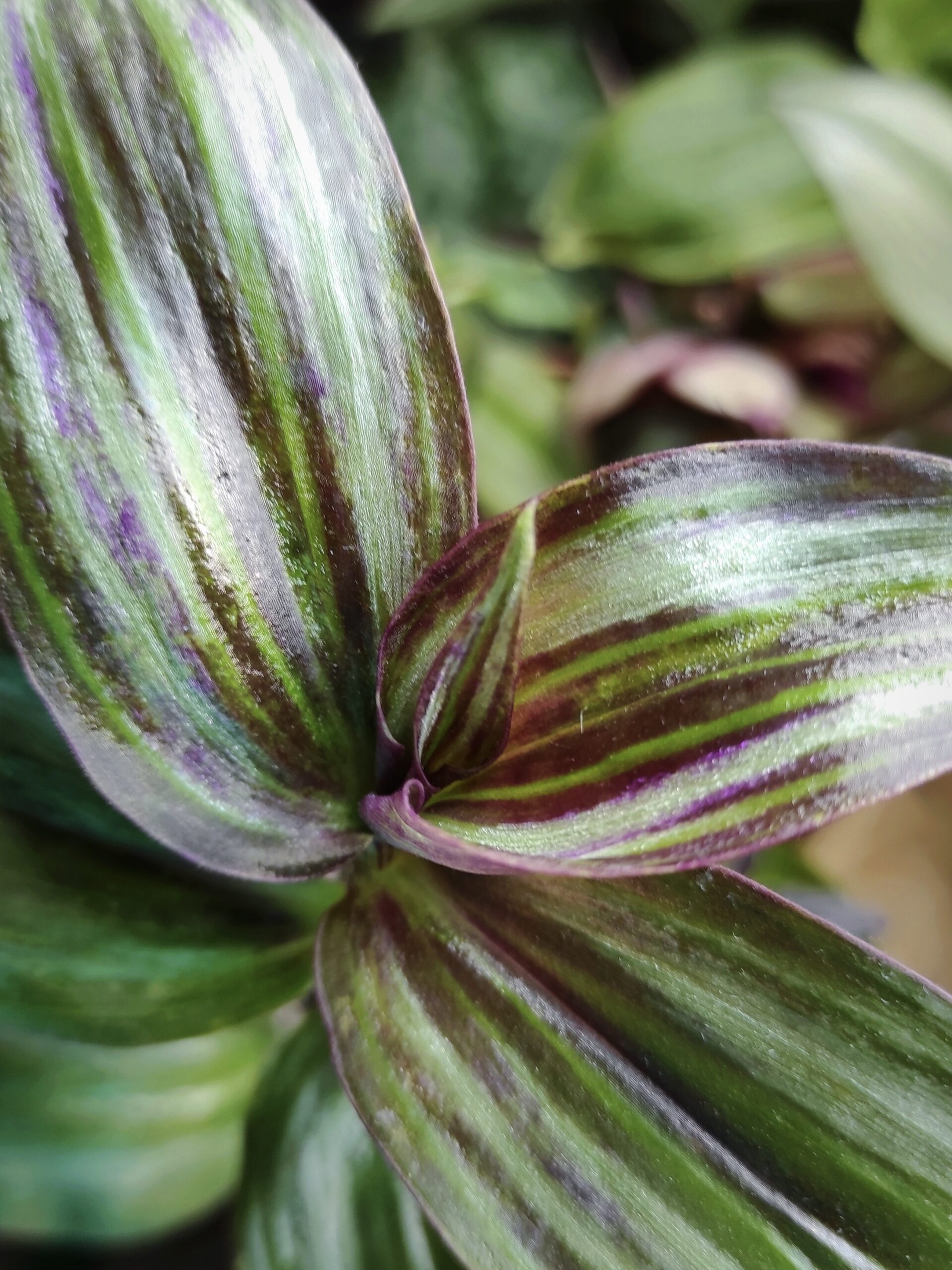 Tradescantia zebrina tikal