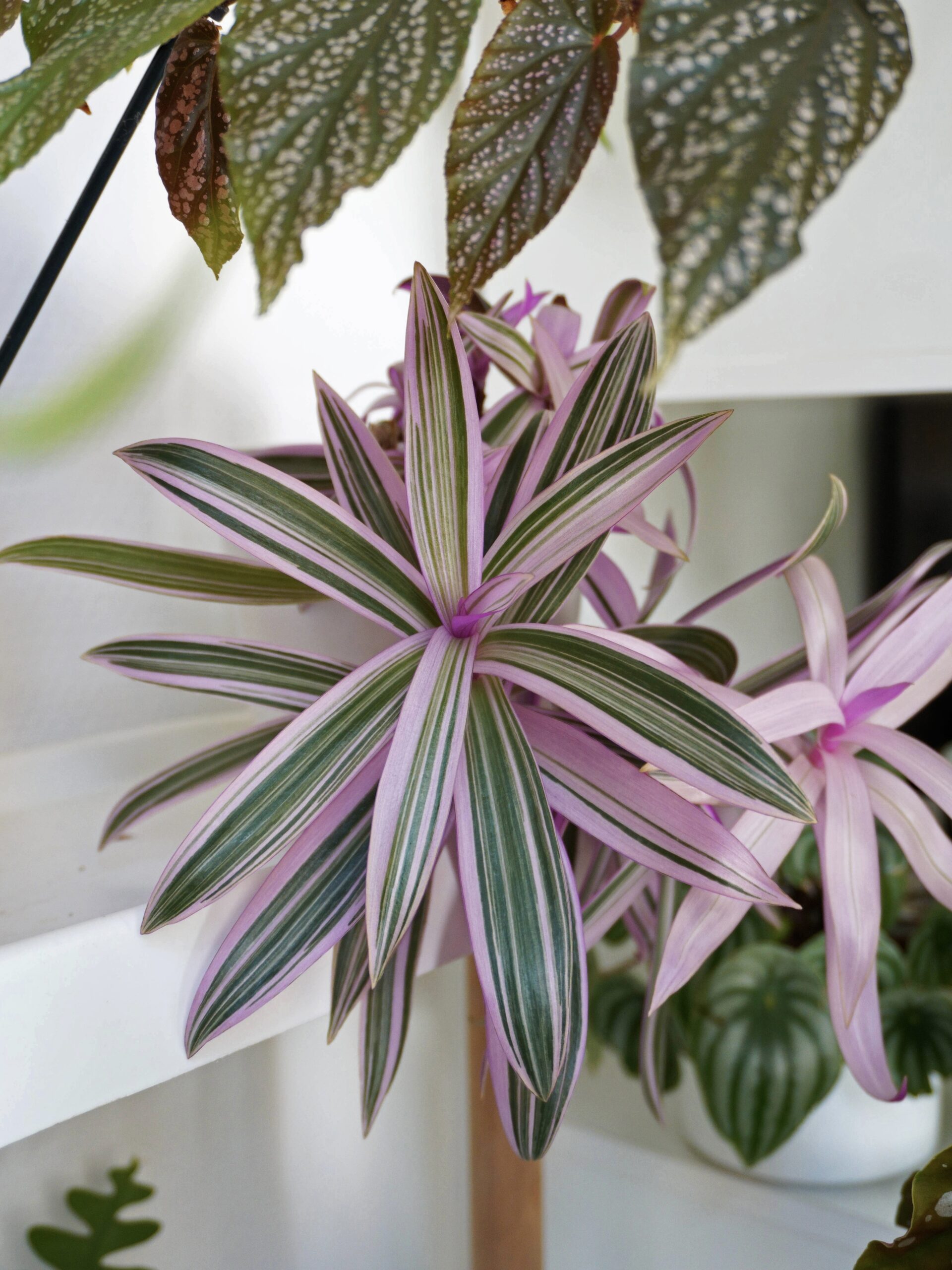 Les problèmes les plus fréquents des misères ou tradescantias