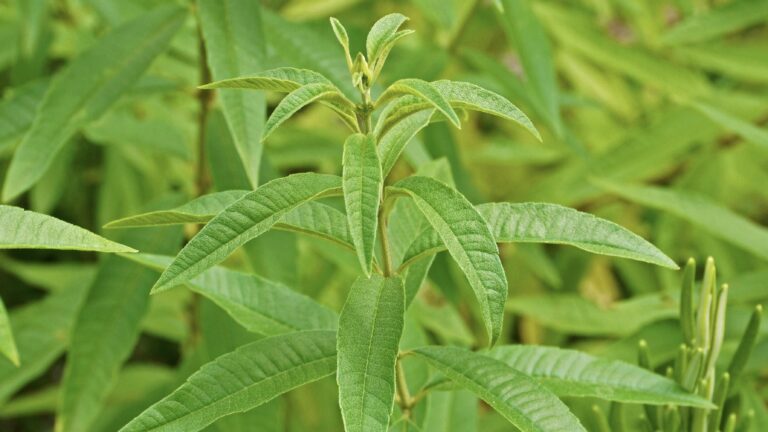 Recette de sirop de verveine maison