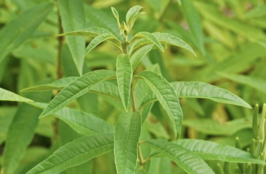 Recette de sirop de verveine maison