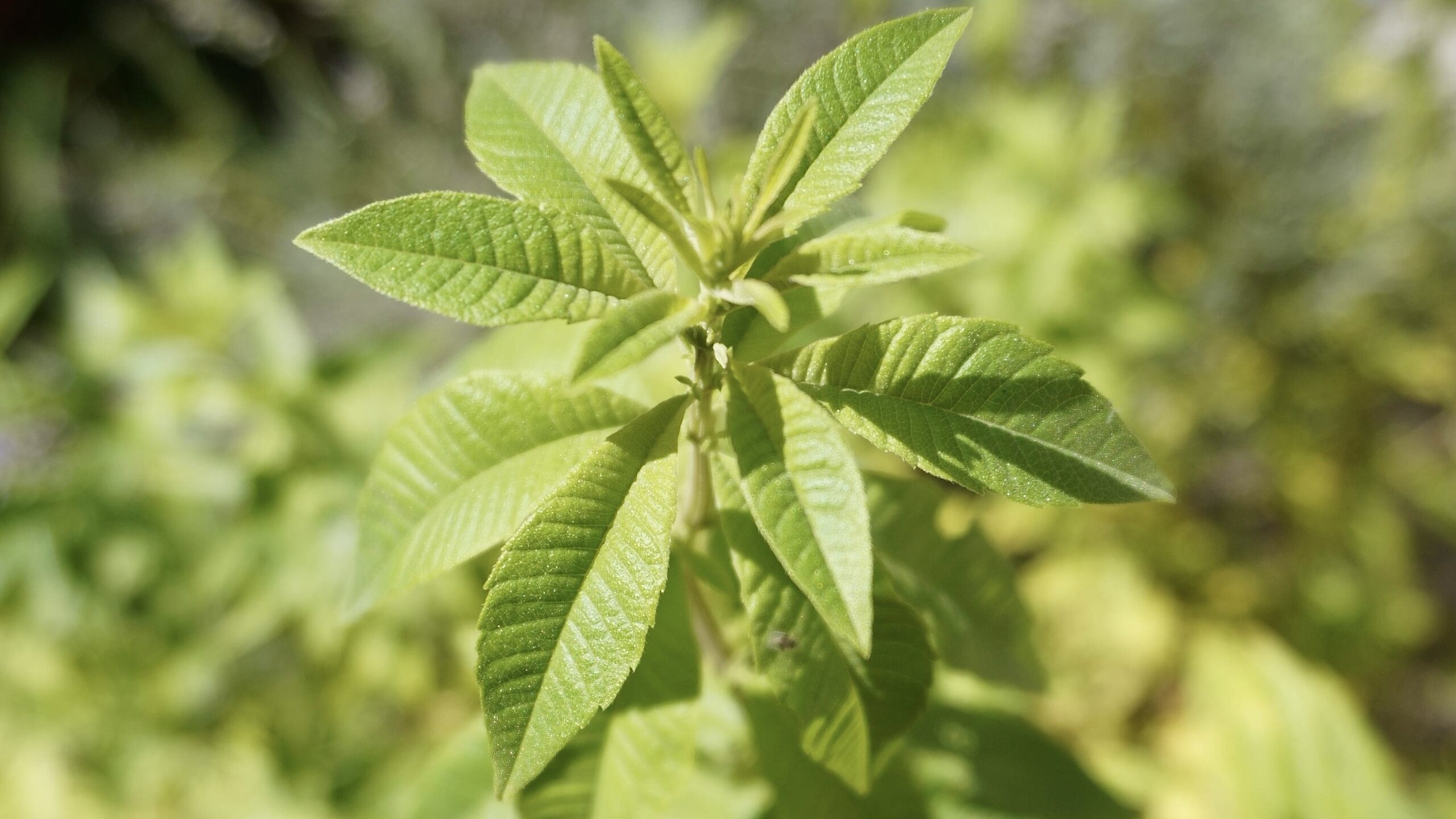 Recette de sirop de verveine maison