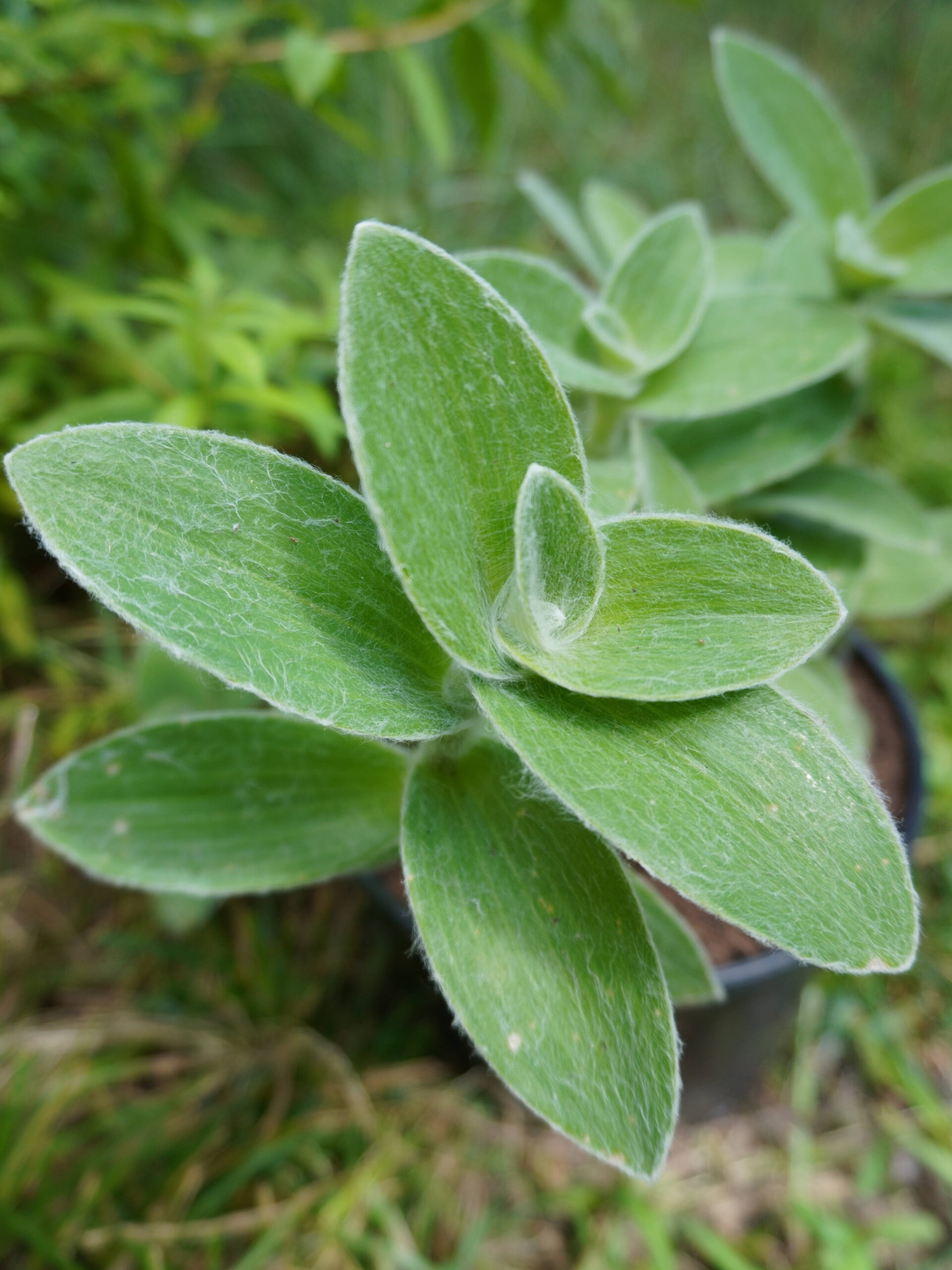 Tradescantia sillamontana