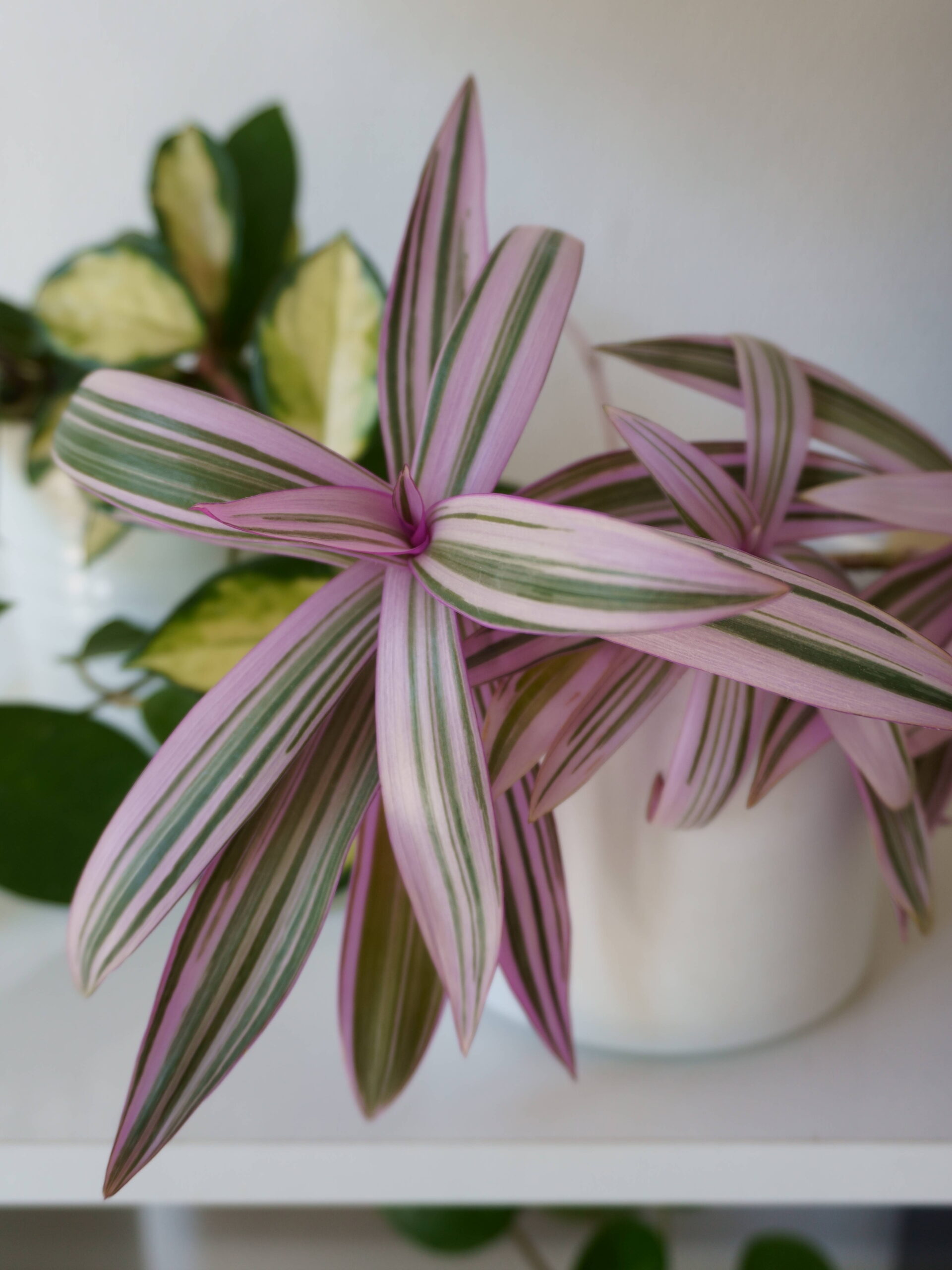 Tradescantia spathacea sitara