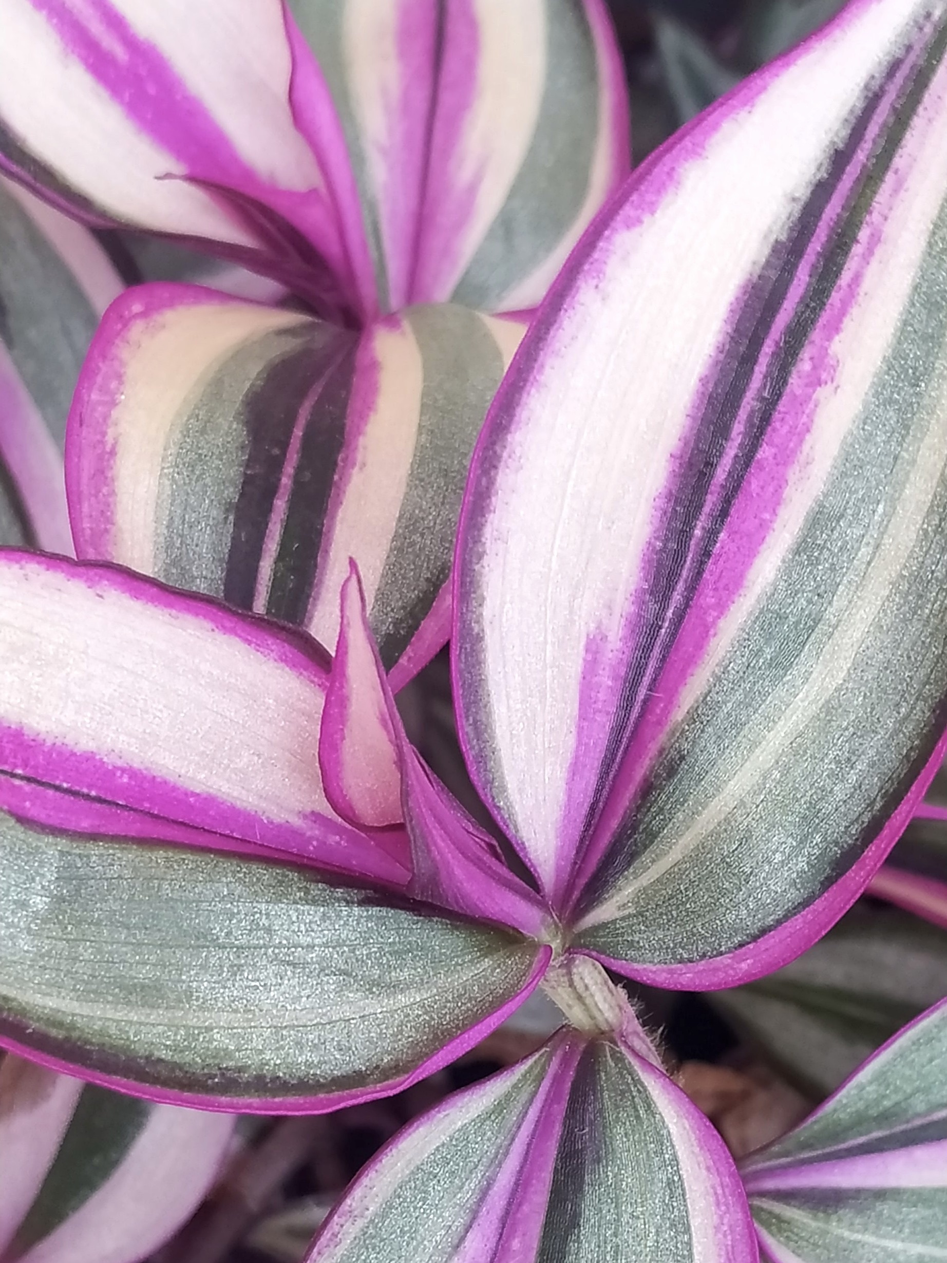 Tradescantia zebrina quadricolor