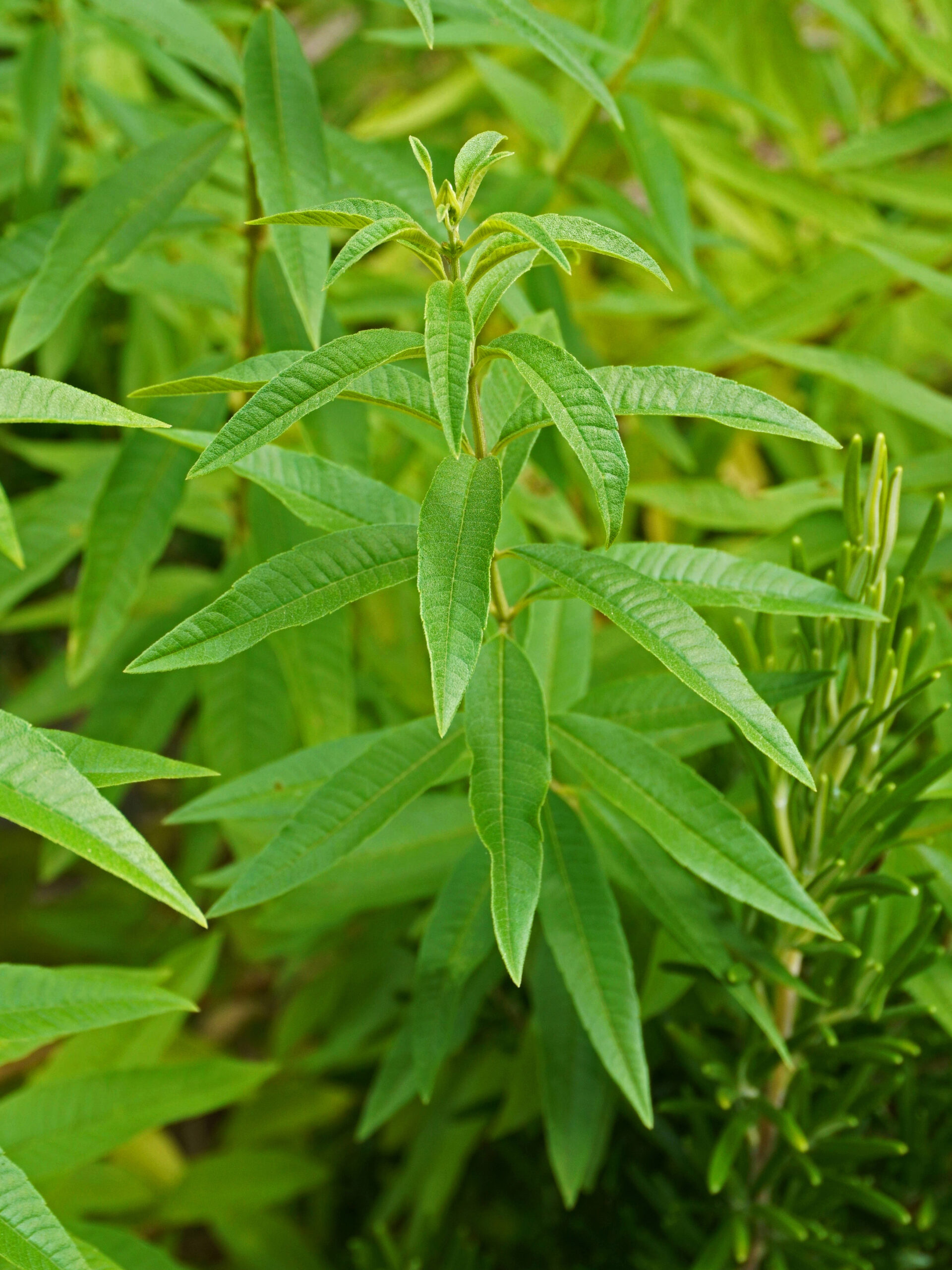 Verveine jardin plante comestible médicinale