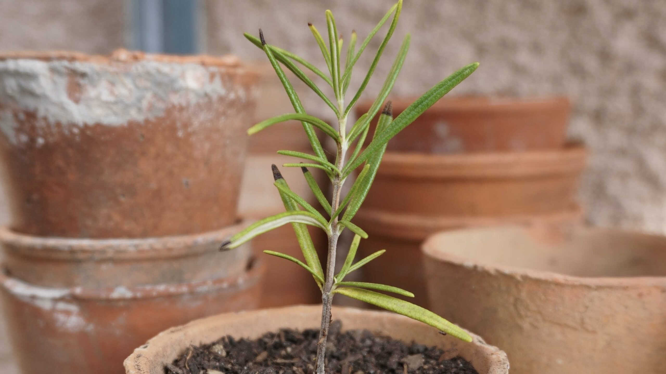 Bouturer votre romarin